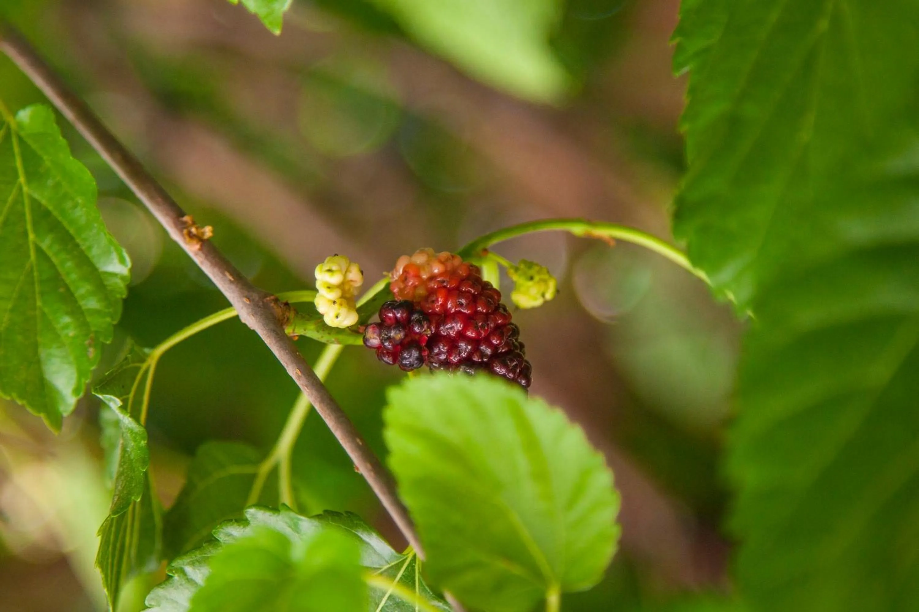 Patio in Hotel Adobe y Teja
