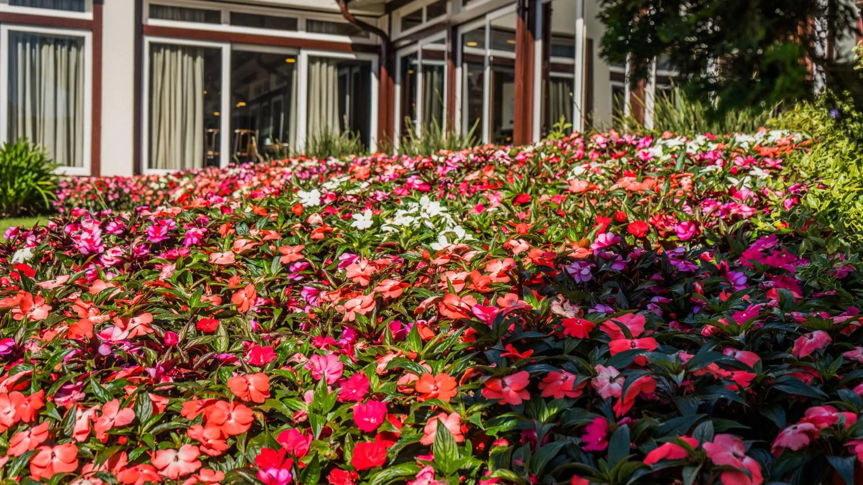 Garden in Hotel Vila Inglesa