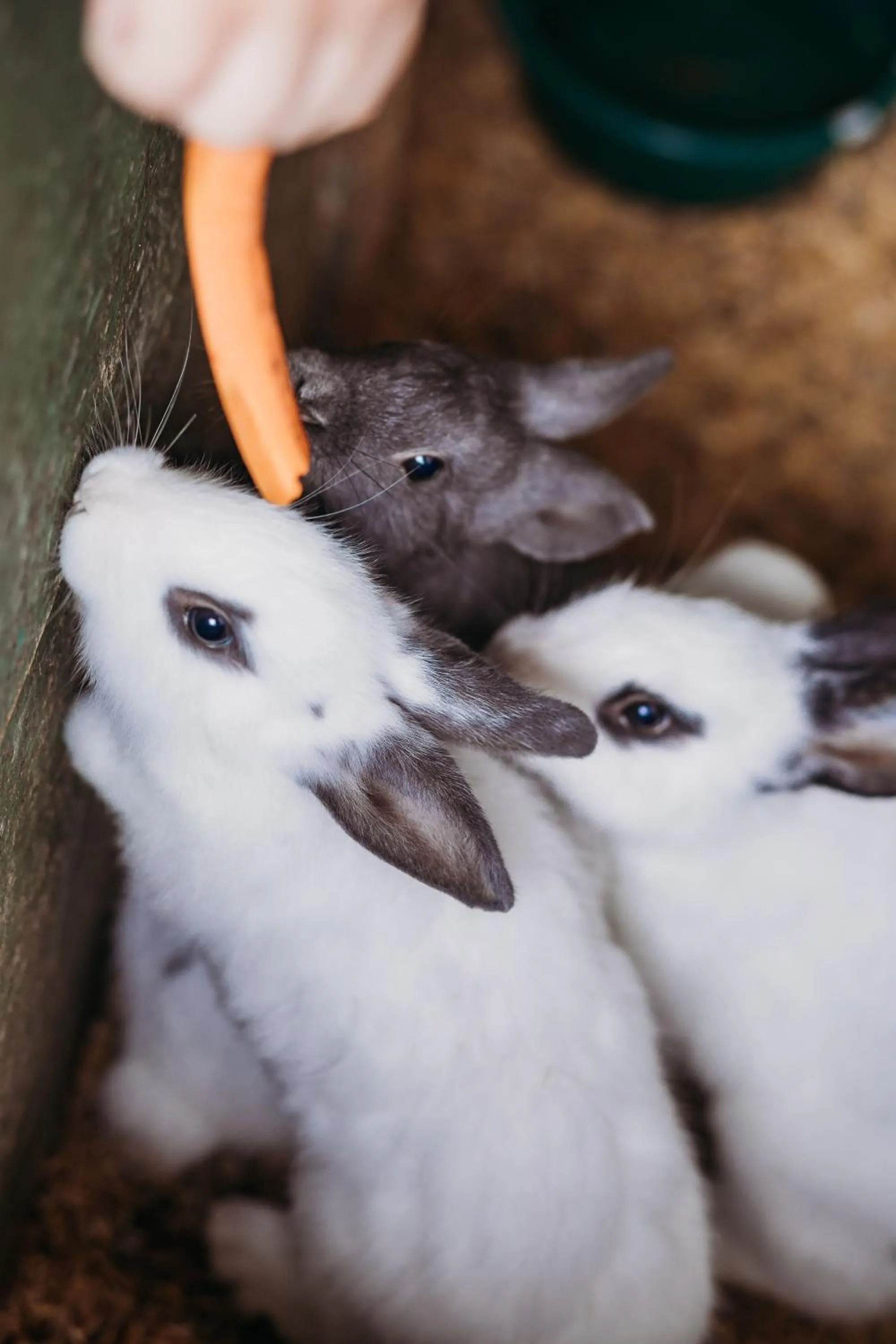 Animals in Hotel Vila Inglesa