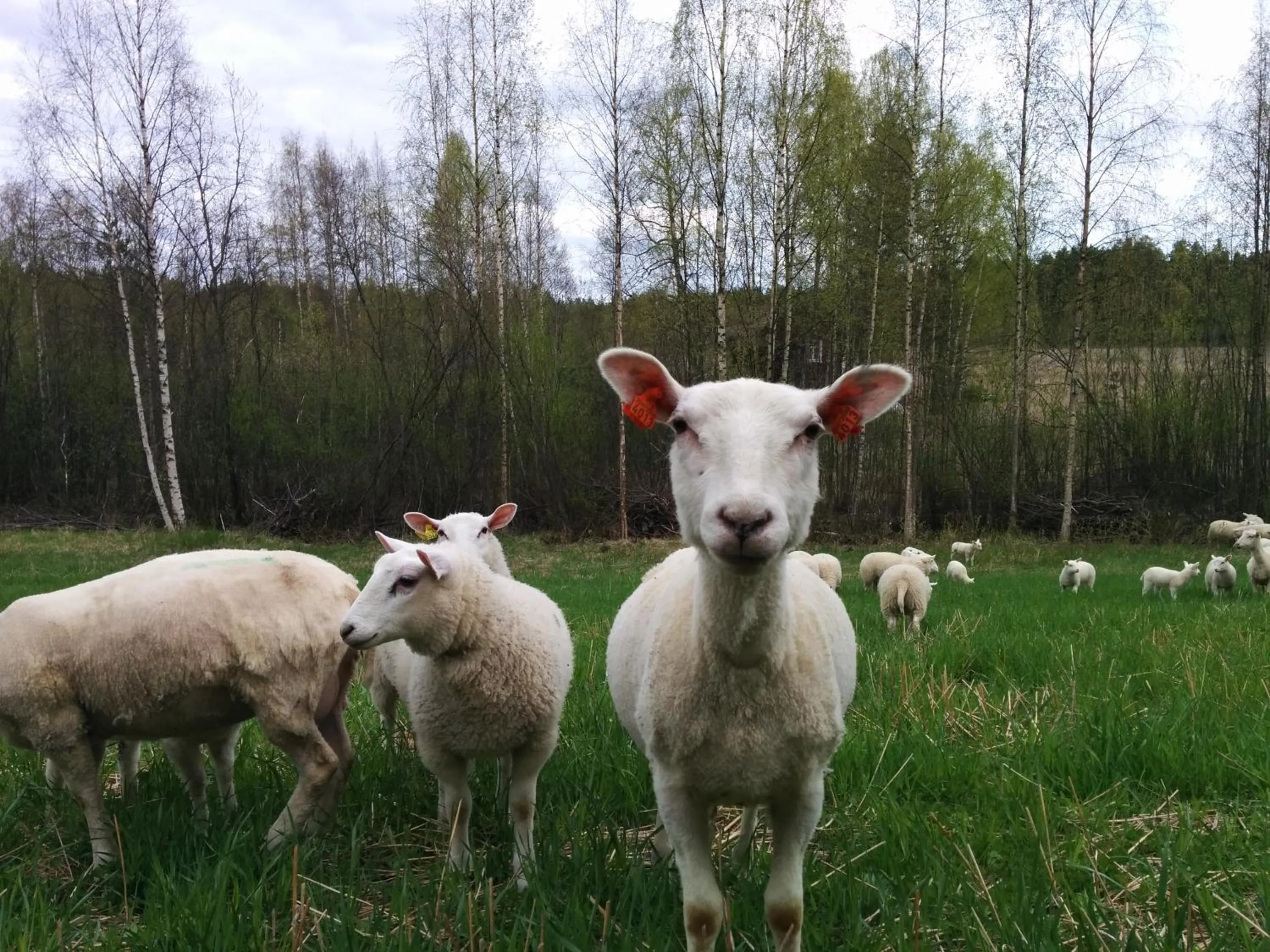 Animals in Kujanpää | Paajoen Vuokramökit