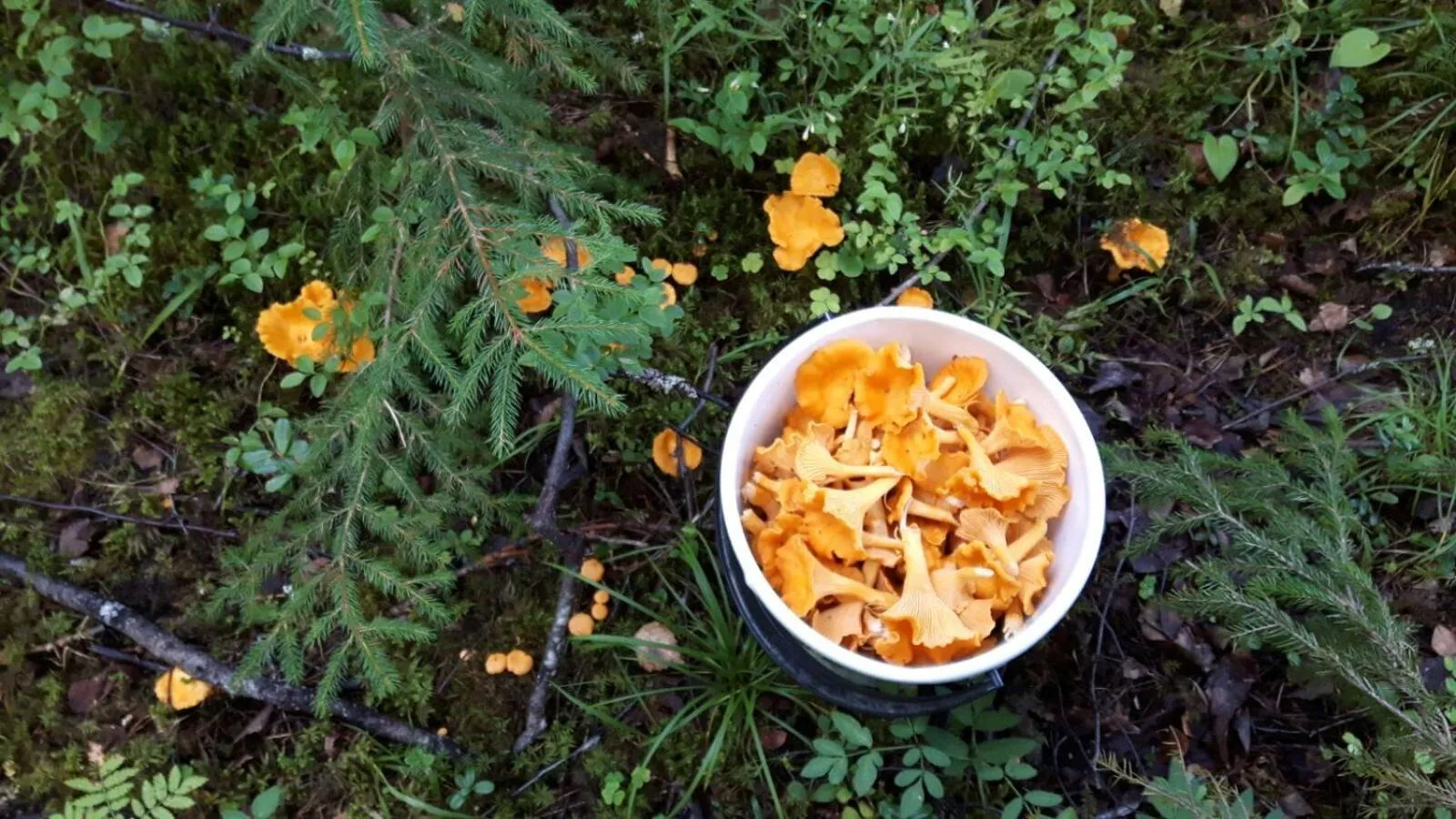 Activities in Kujanpää | Paajoen Vuokramökit