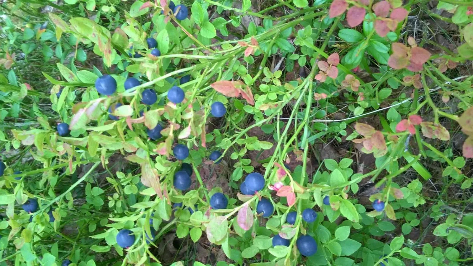 Activities in Kujanpää | Paajoen Vuokramökit