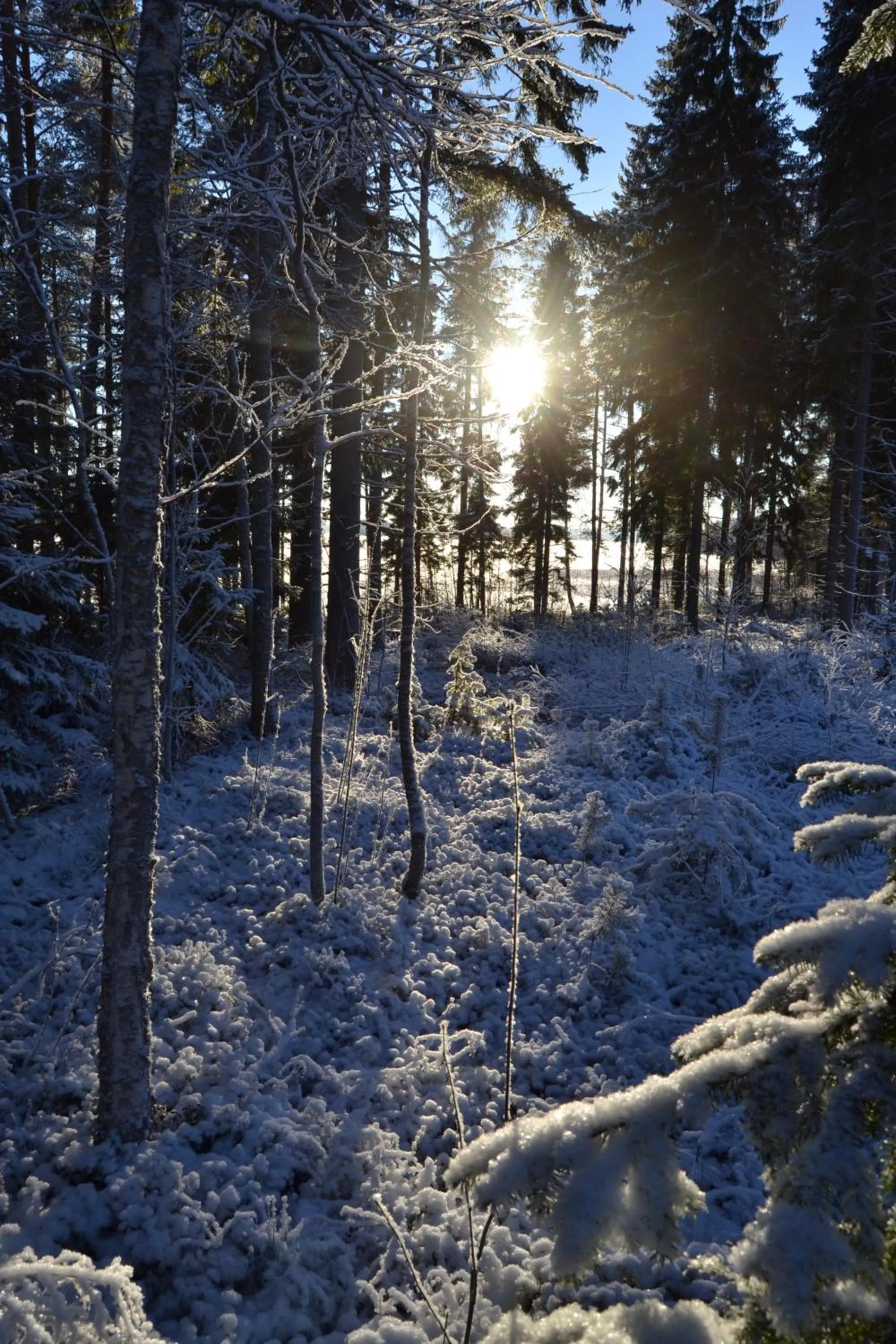 Garden view in Kujanpää | Paajoen Vuokramökit