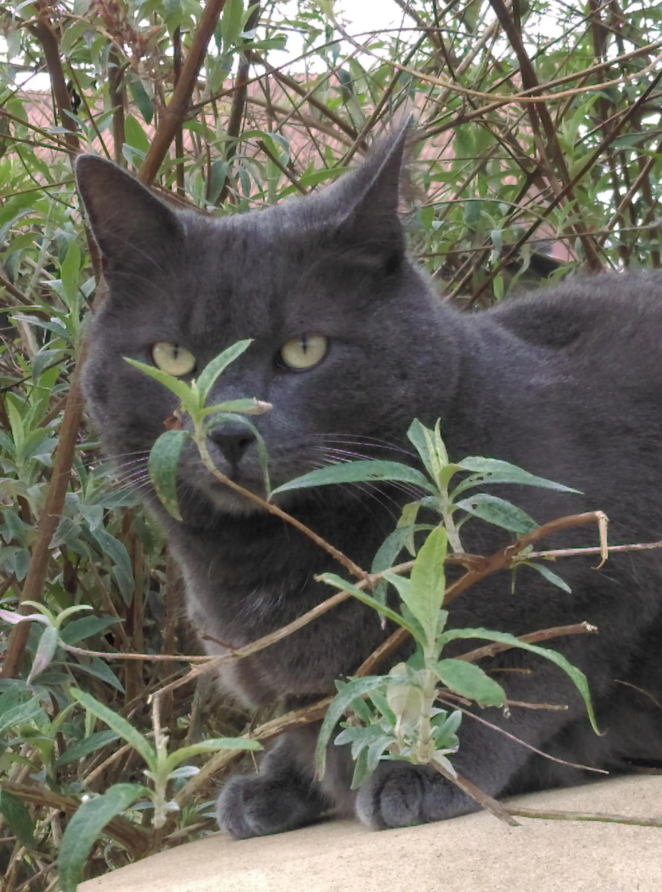 Pets in Ode au Bonheur St Georges sur Cher