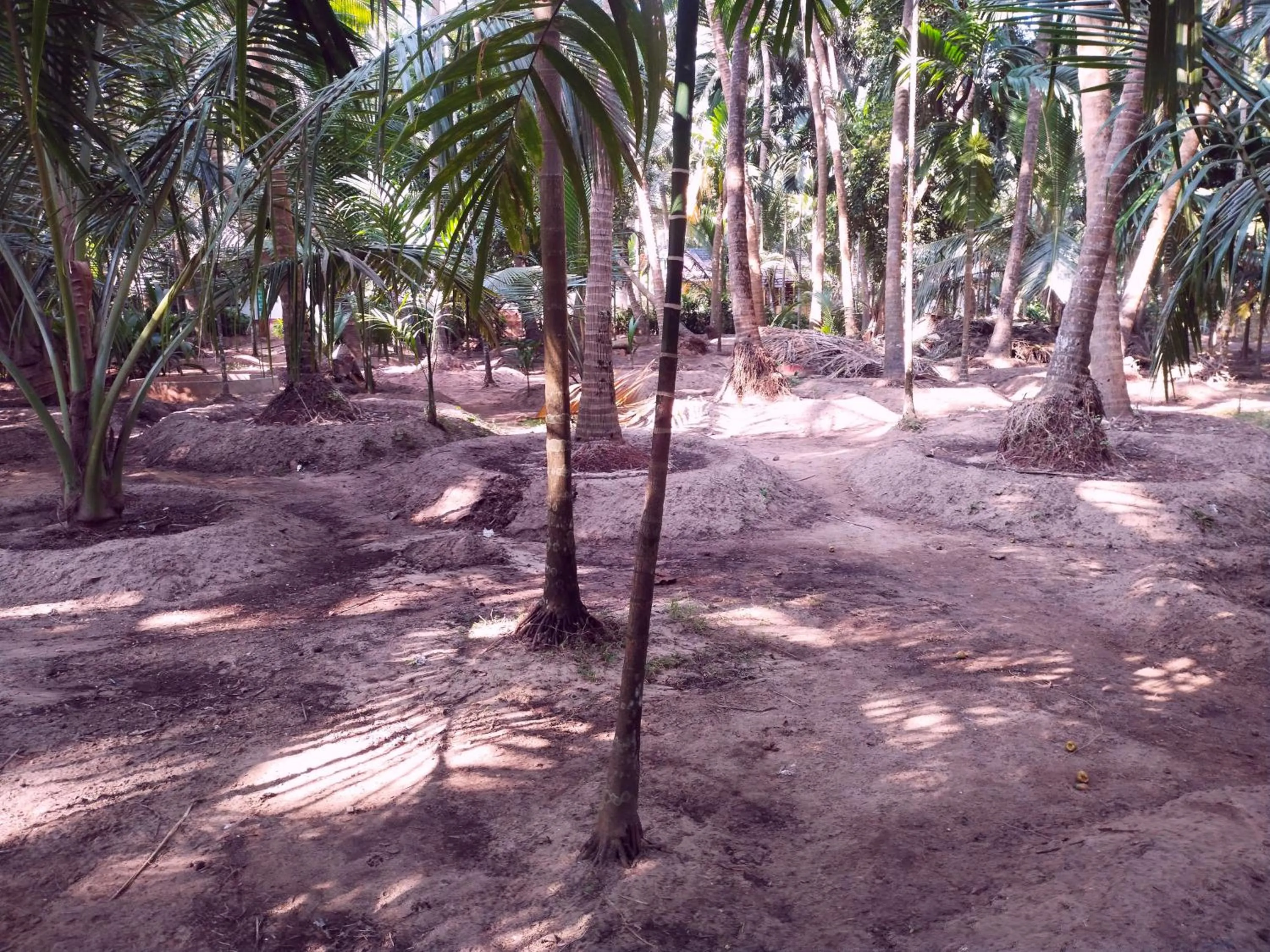 Garden in Samant Beach Resort