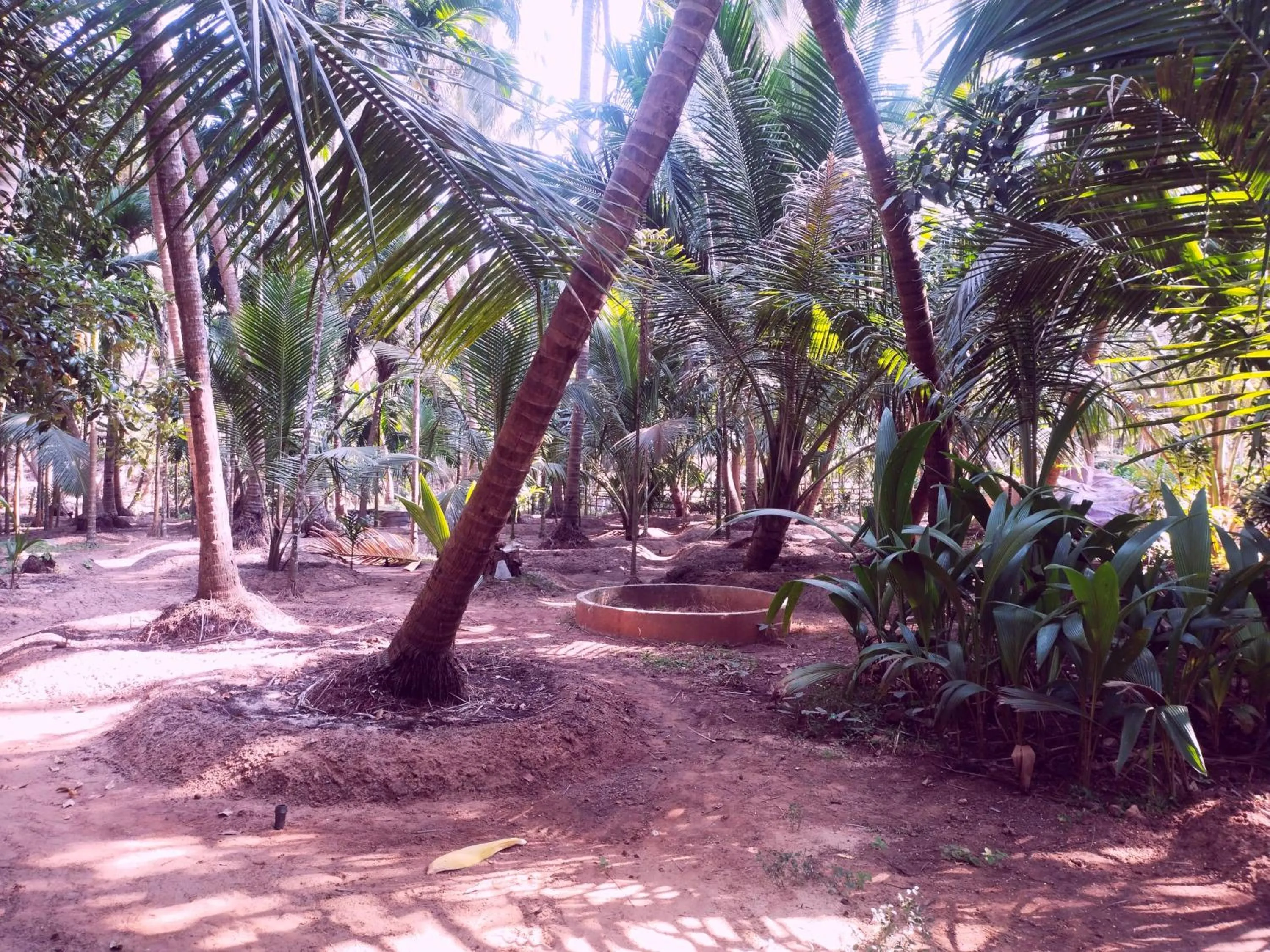Garden in Samant Beach Resort