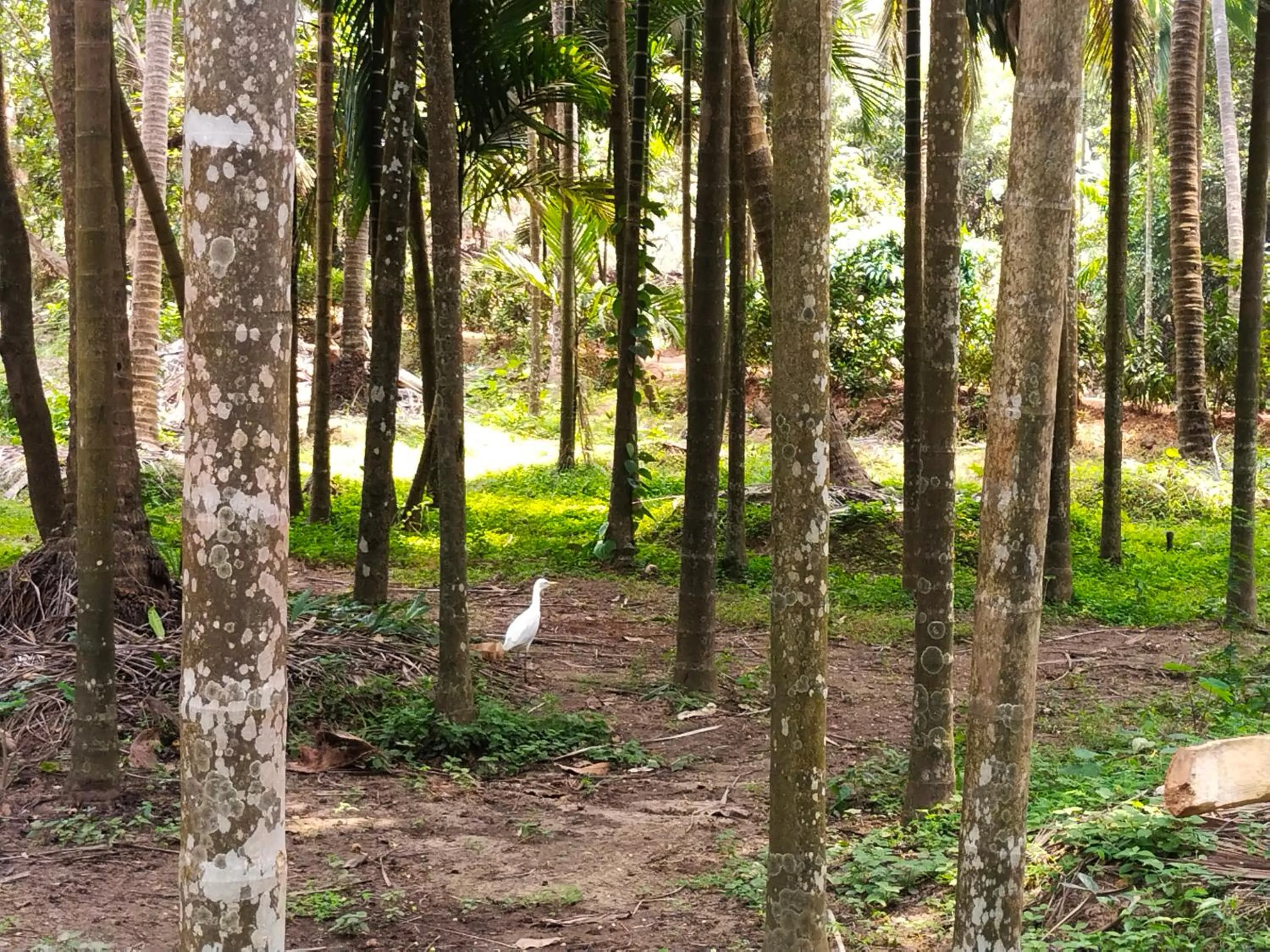 Day in Samant Beach Resort