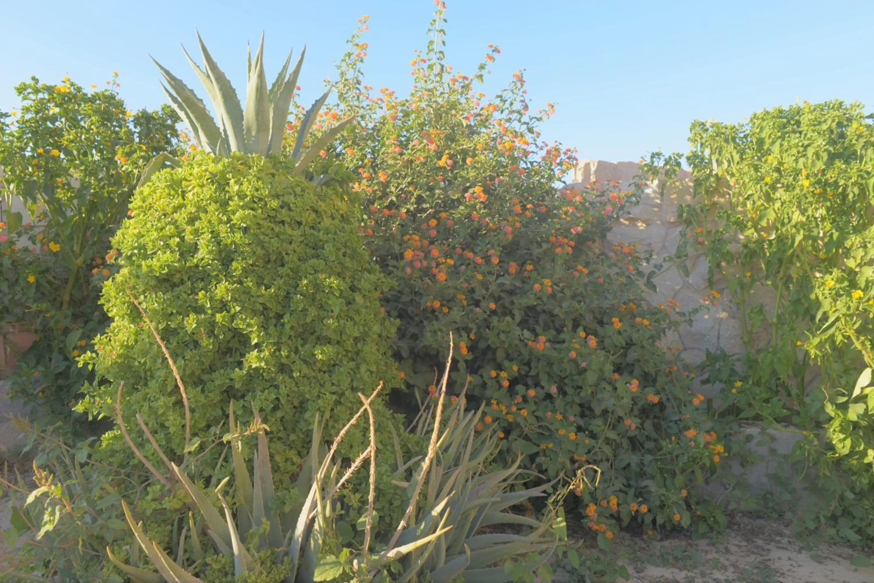 Happy Bedouin House Petra