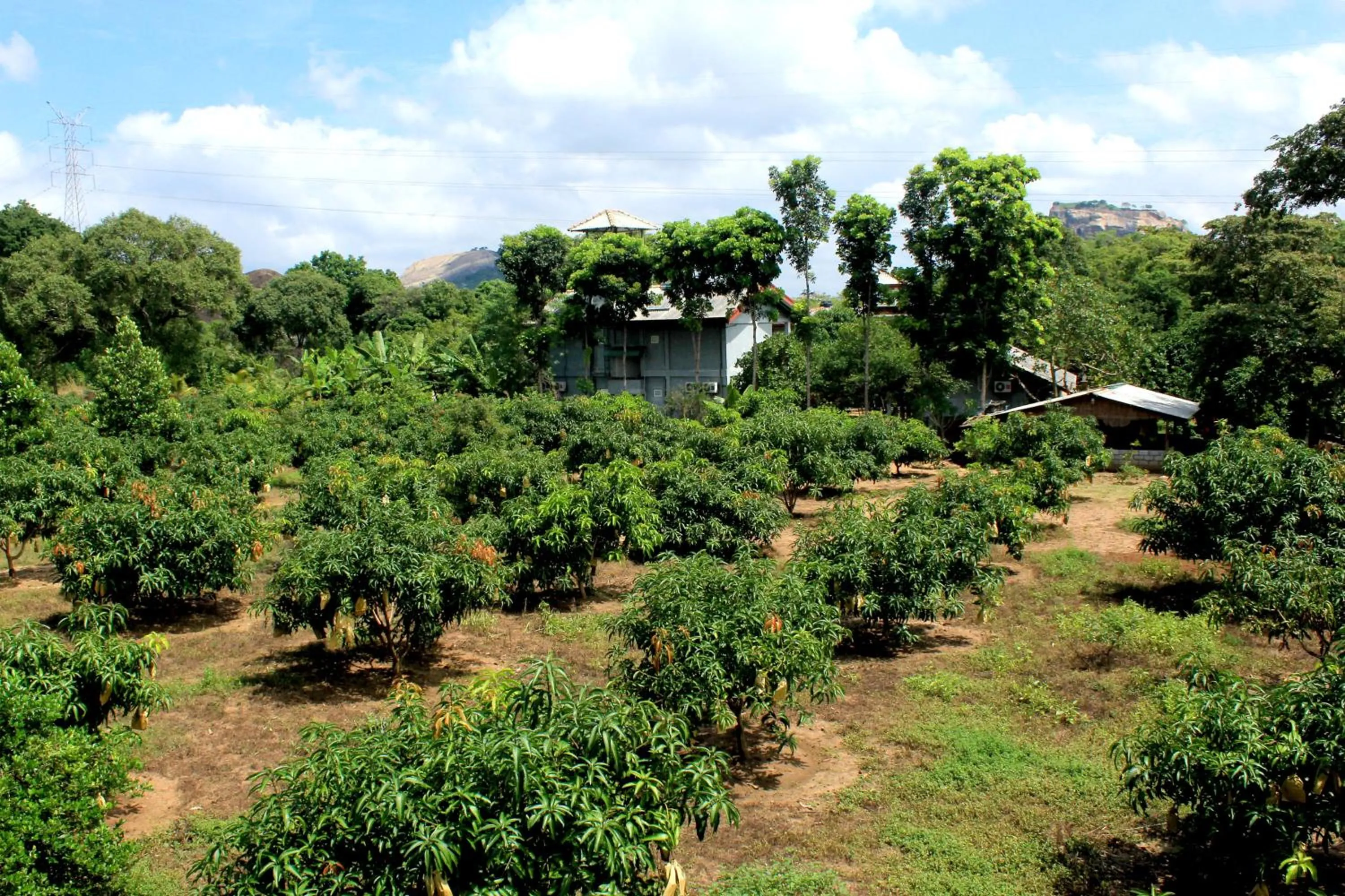 Natural landscape in Green Hut Nature Resort