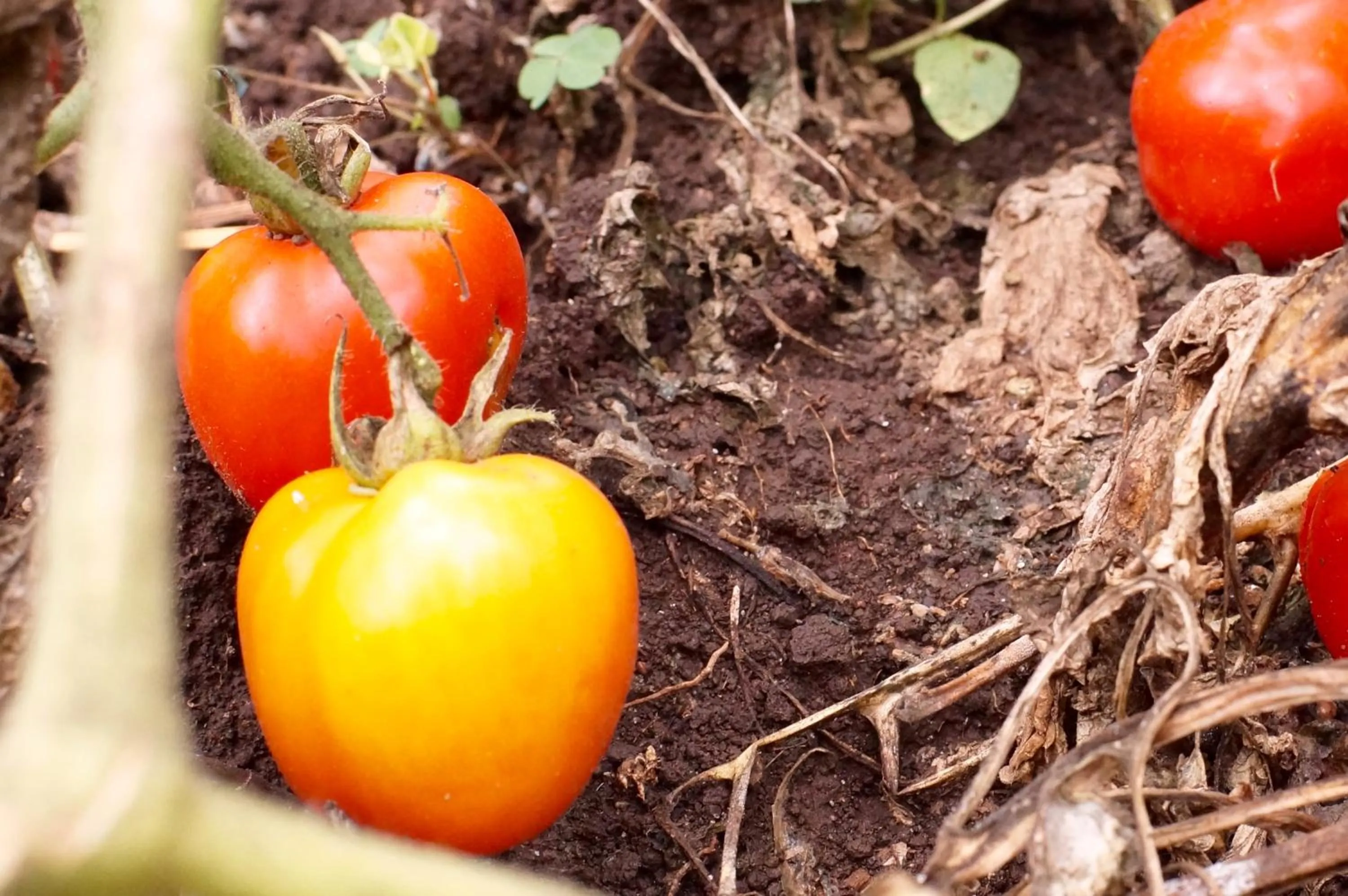 Property building in Arusha Villa Karamu Coffee Estate