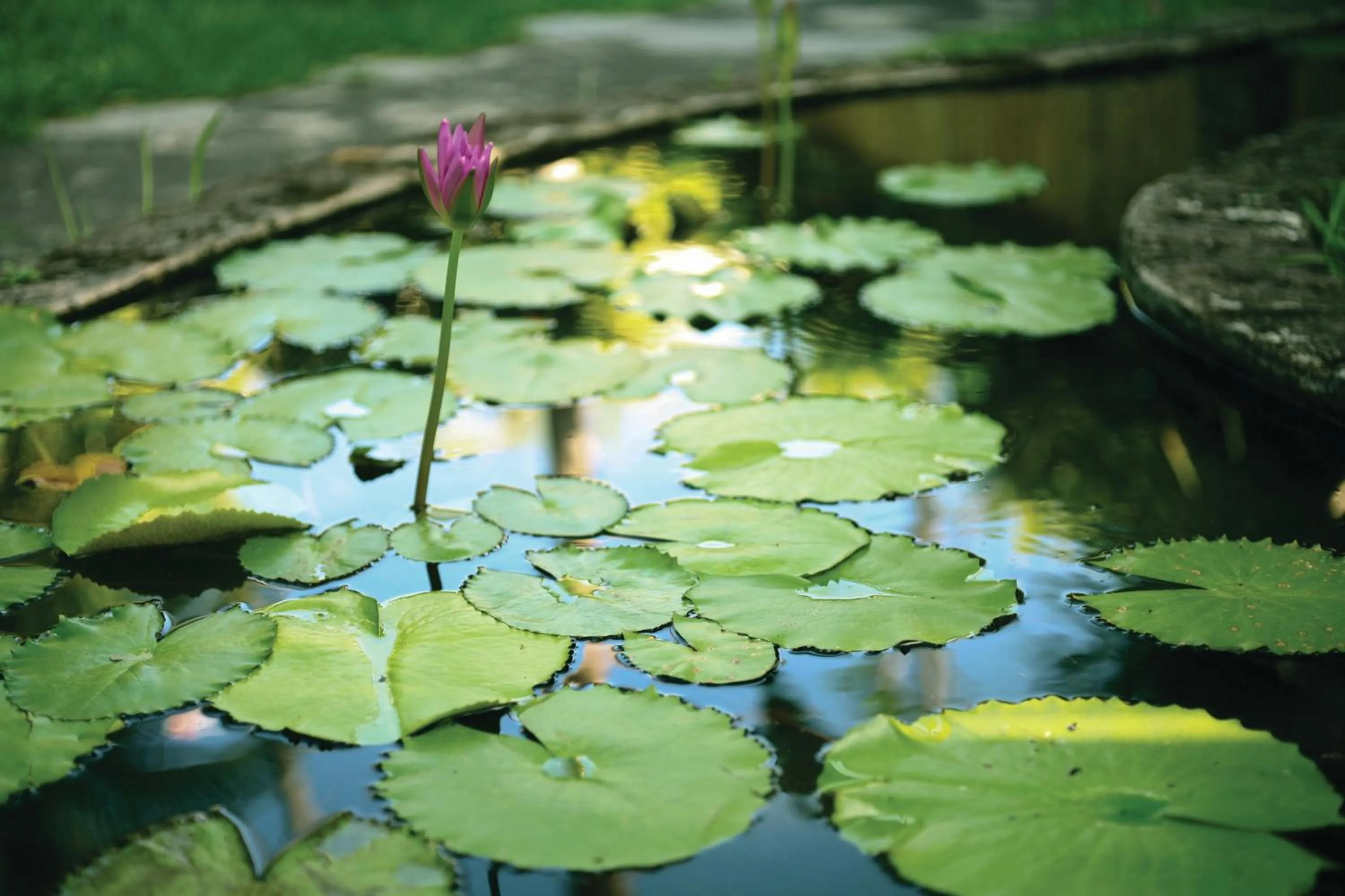 Garden in Tandjung Sari Hotel