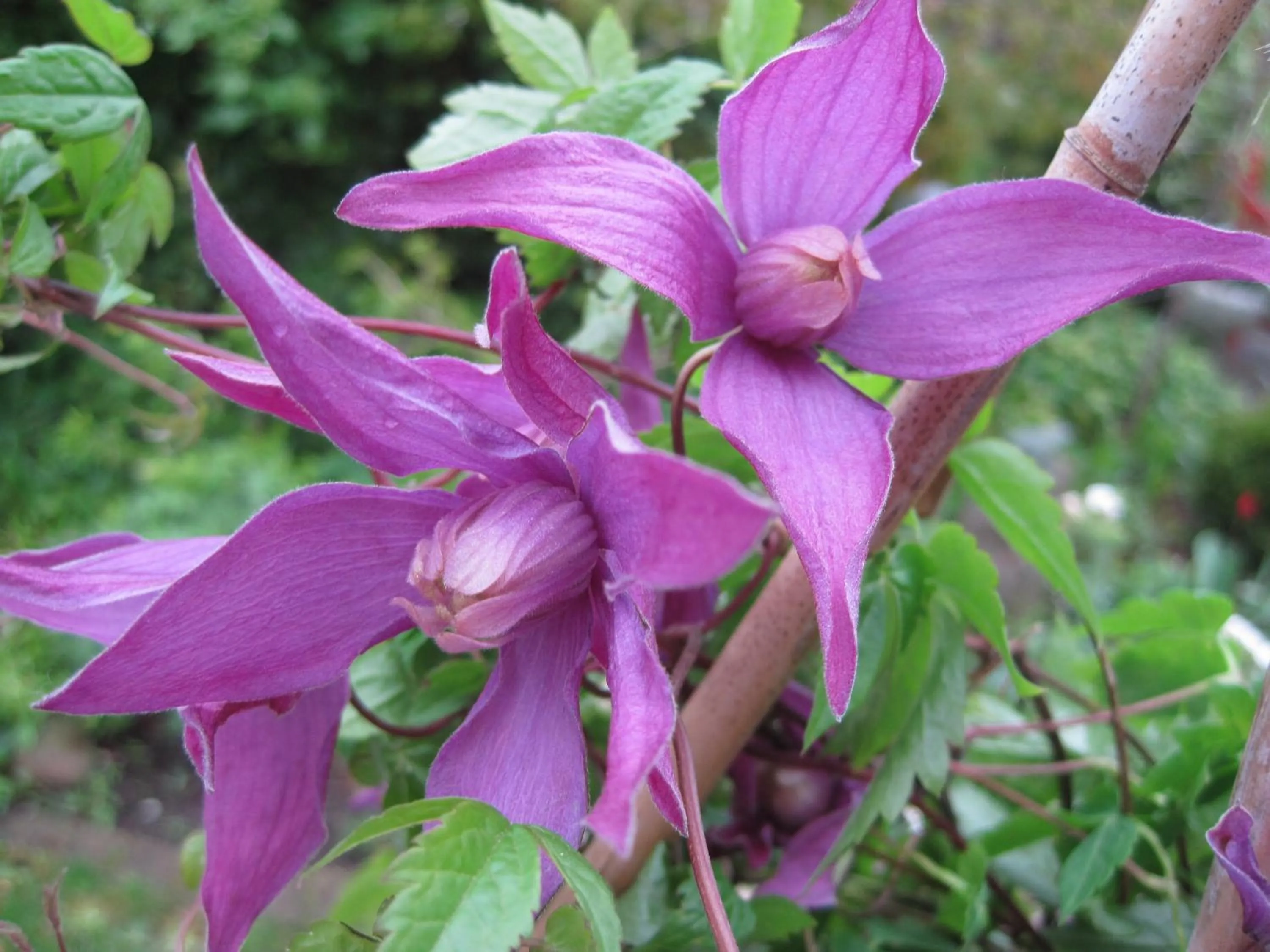 Spring in Nya Pallas Hotel