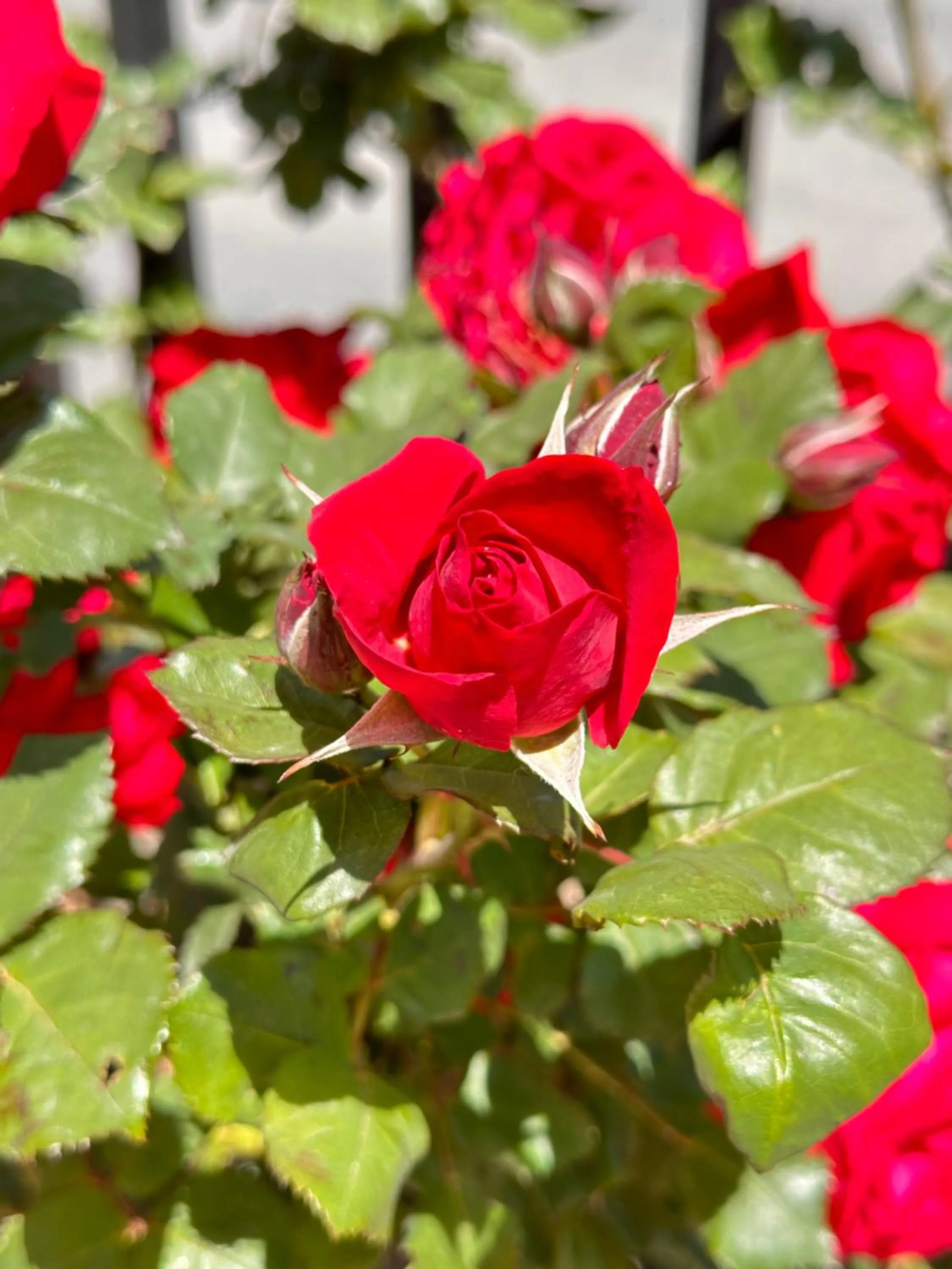 Garden in NUMINOUS HOTEL