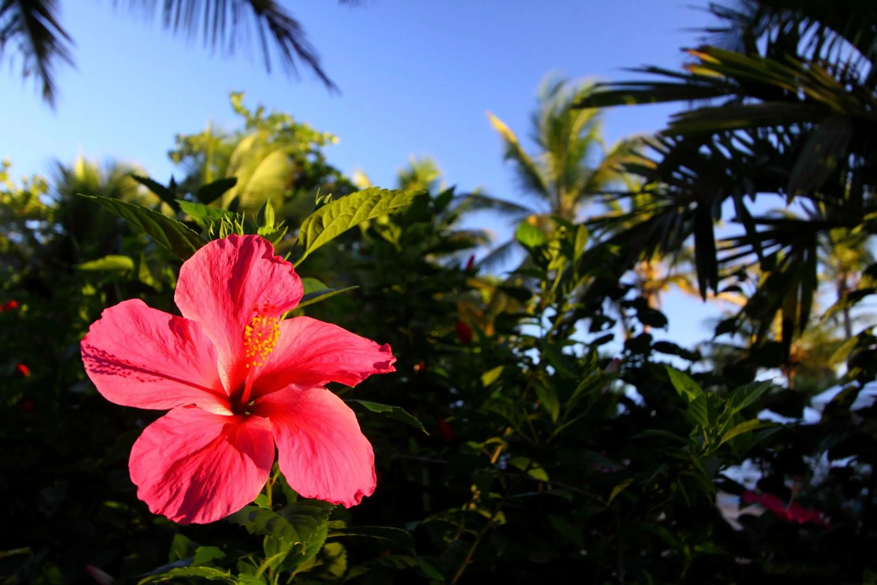 Garden in Canto d Alvorada Hotel Pousada