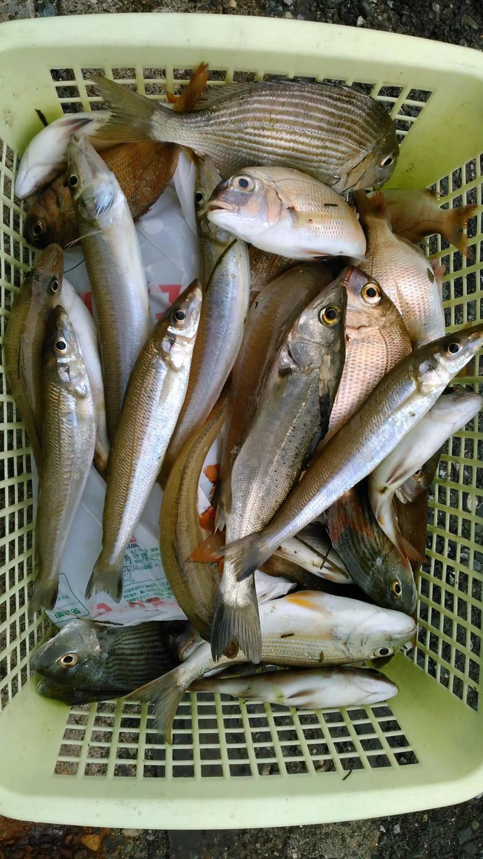 Fishing in Minshuku Takahashi Kashibuneten
