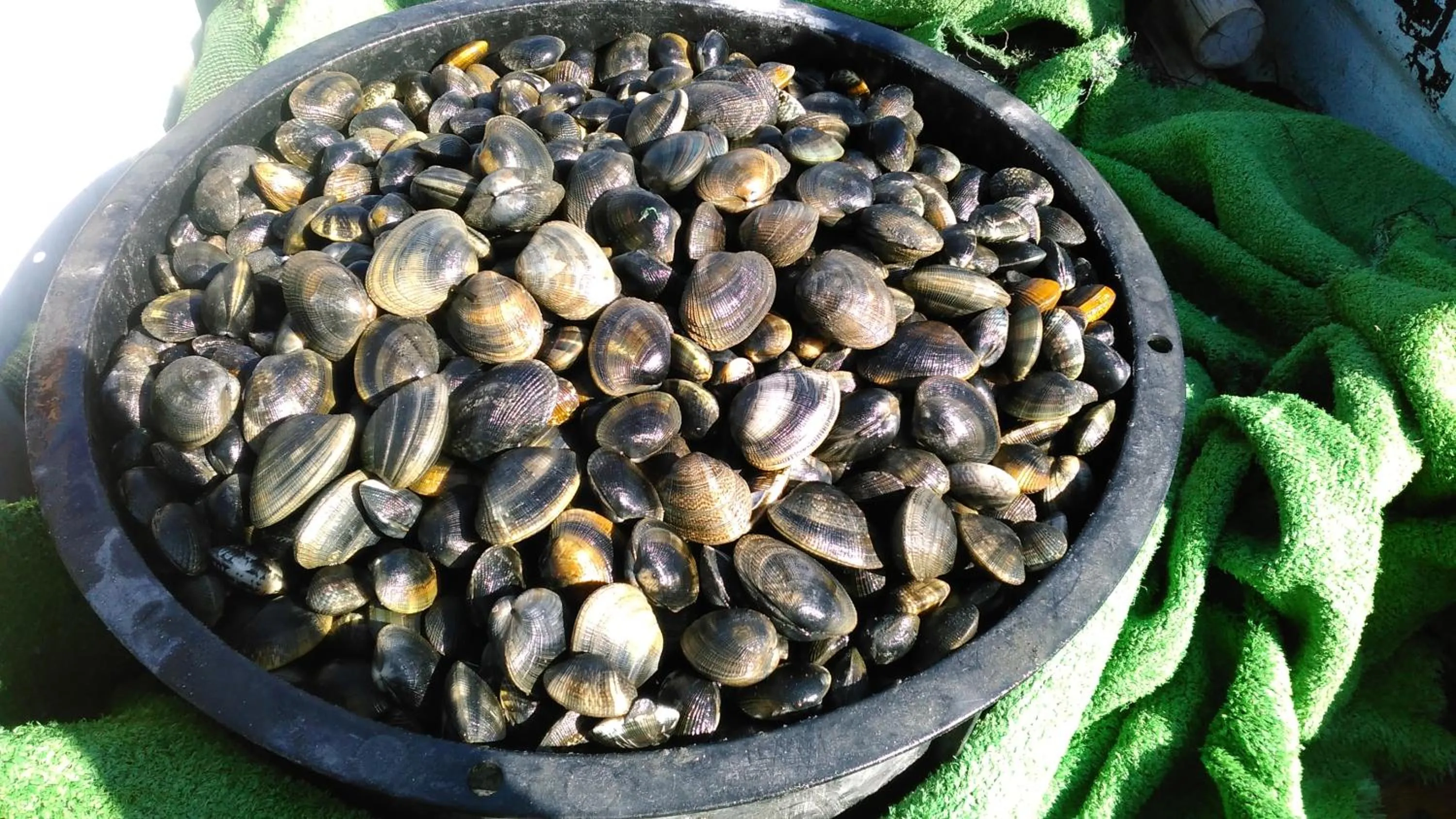 Autumn in Minshuku Takahashi Kashibuneten