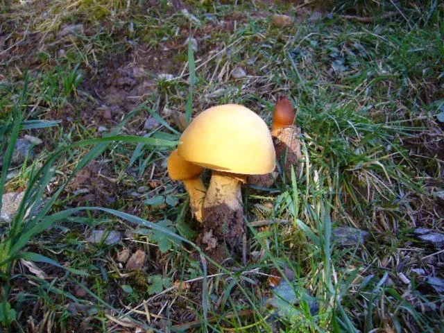 Other Animals in Ostello SanMartino