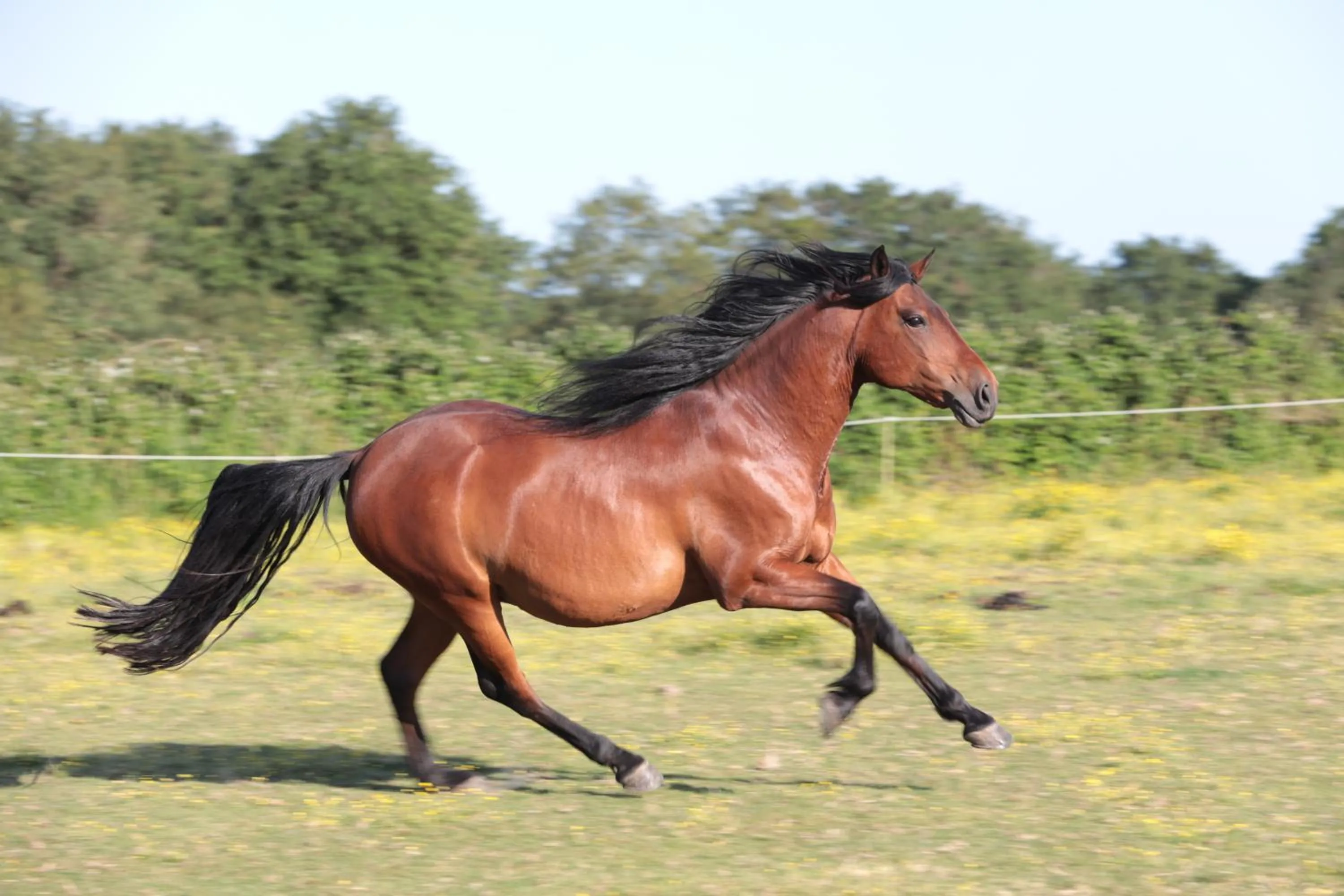 Garden view in Relais de Chasse la Chaignaie