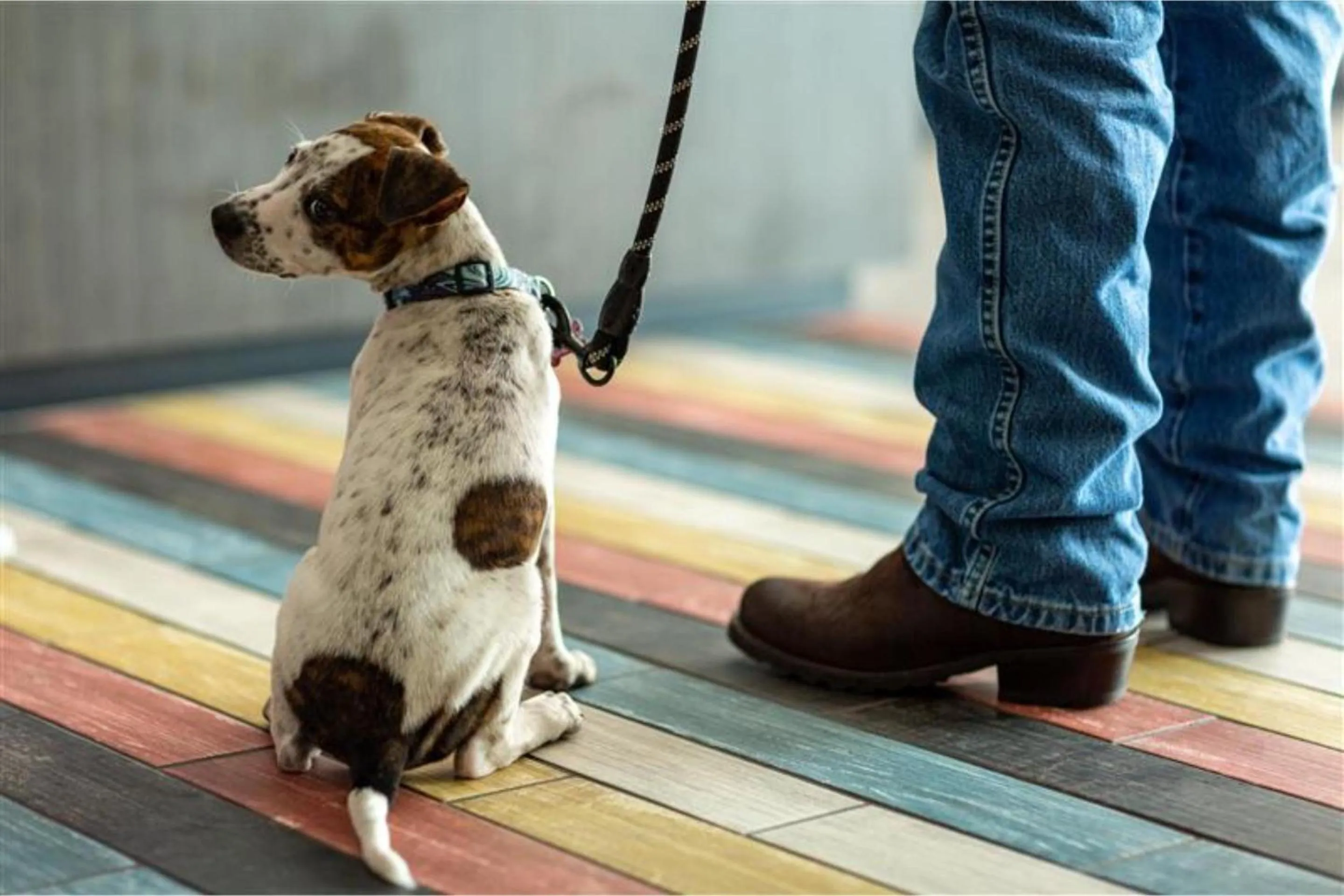 pet friendly in Studio 6 Bakersfield, CA South