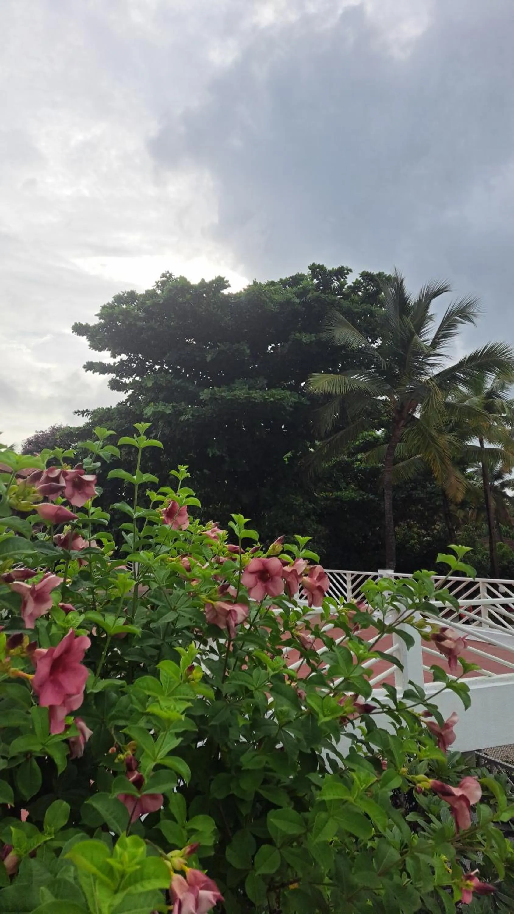 Garden view in Novotel Goa Dona Sylvia Resort