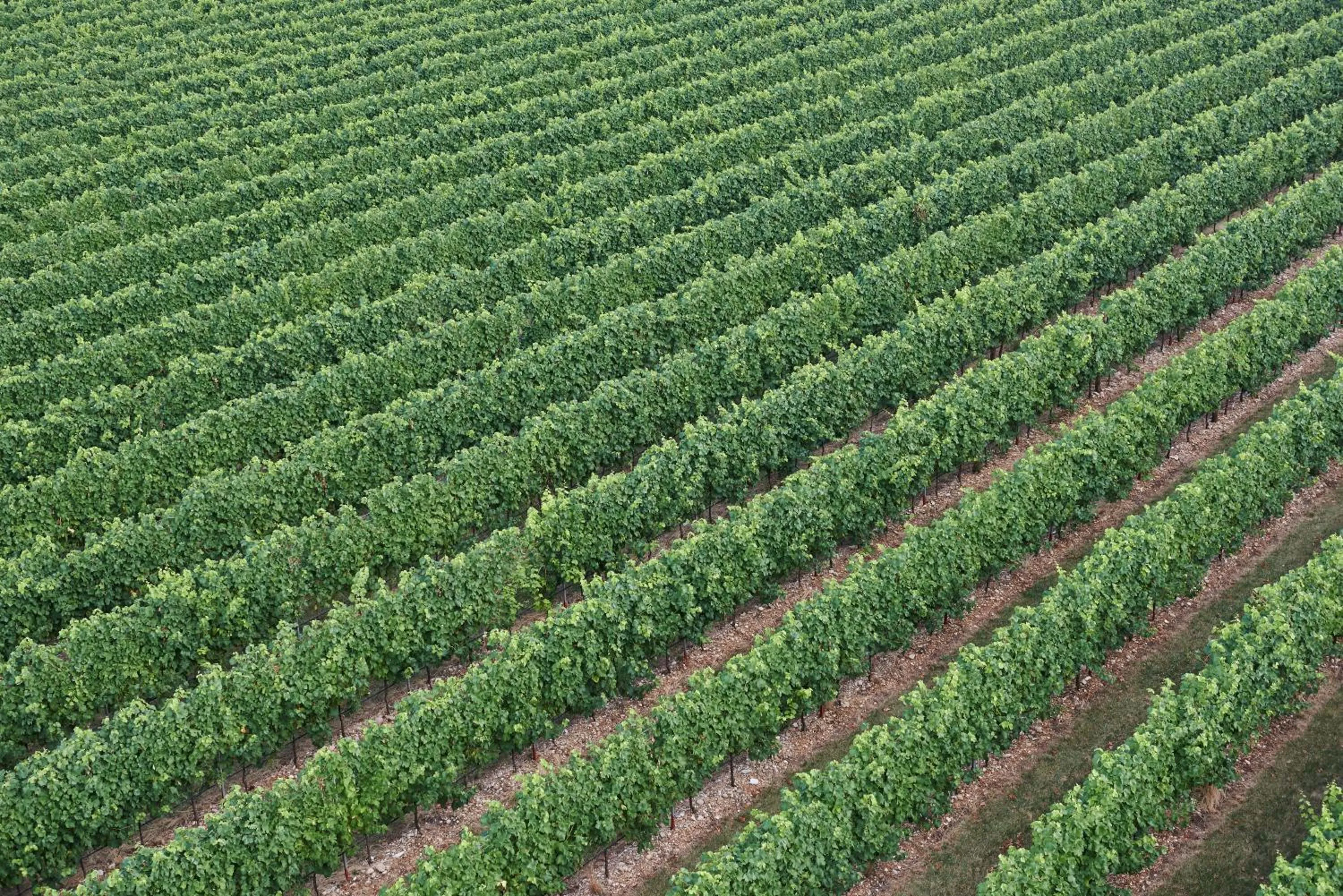 Bird's eye view in Villa Serena Agriturismo