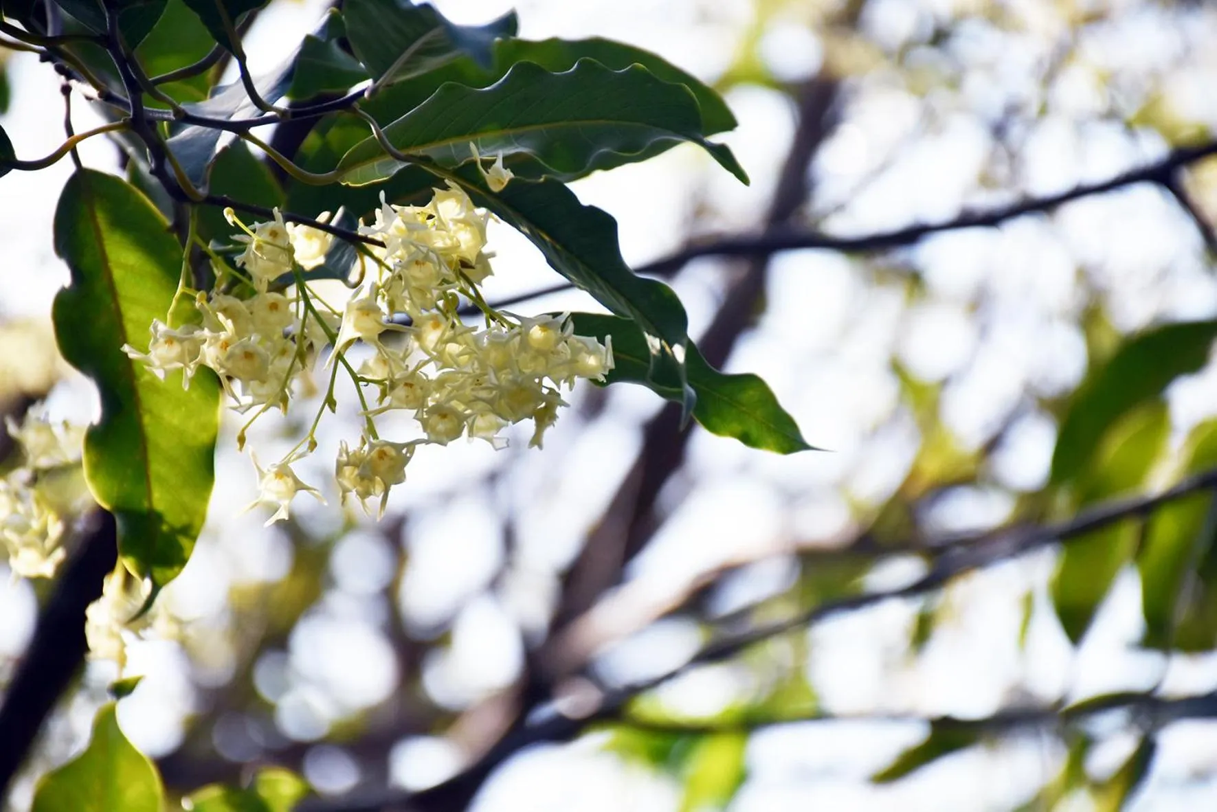 Garden in Sugar Hut Resort & Restaurant