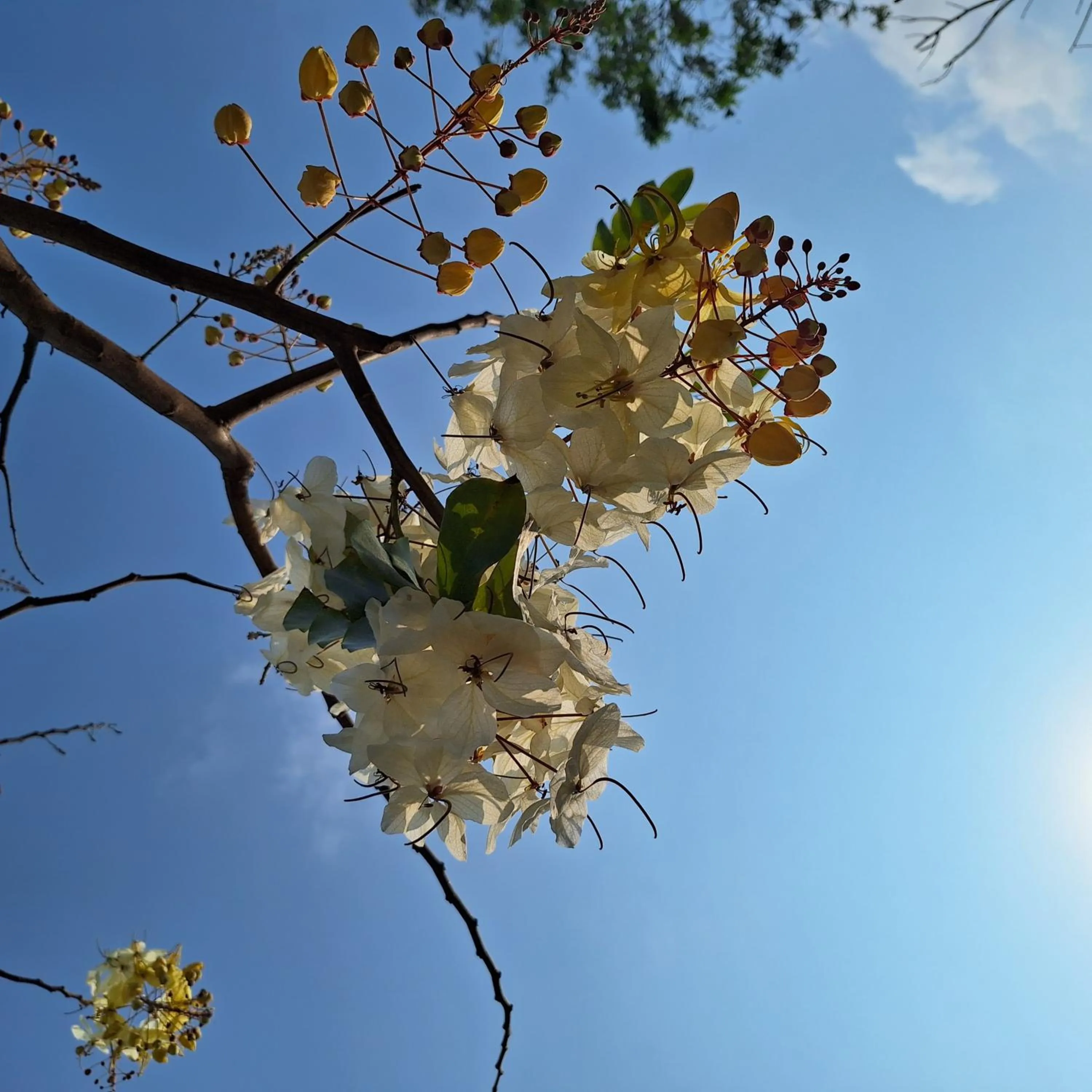 Garden view in Baanfah Resort Samui