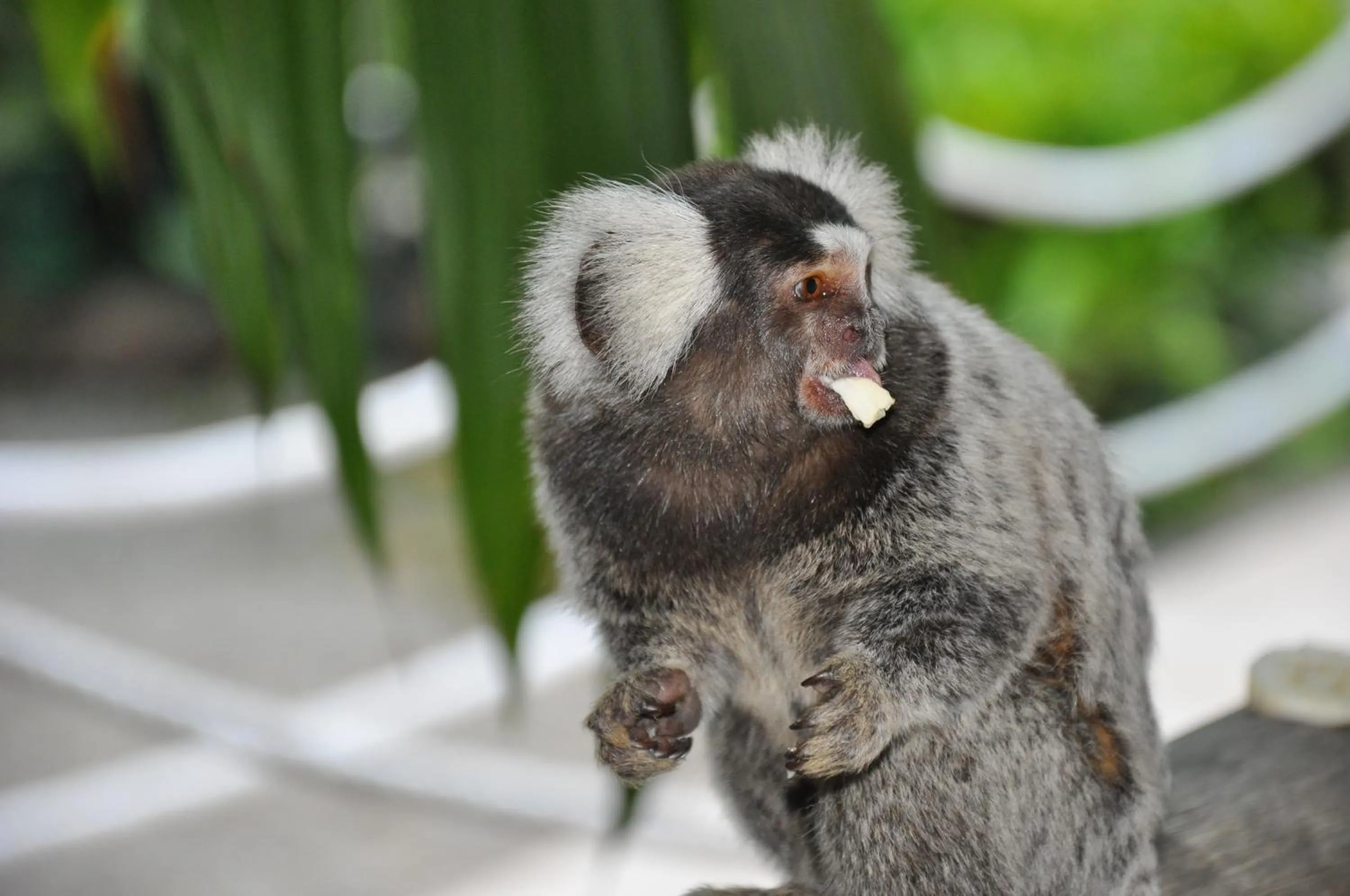 Pets in Pousada Águas de Parati