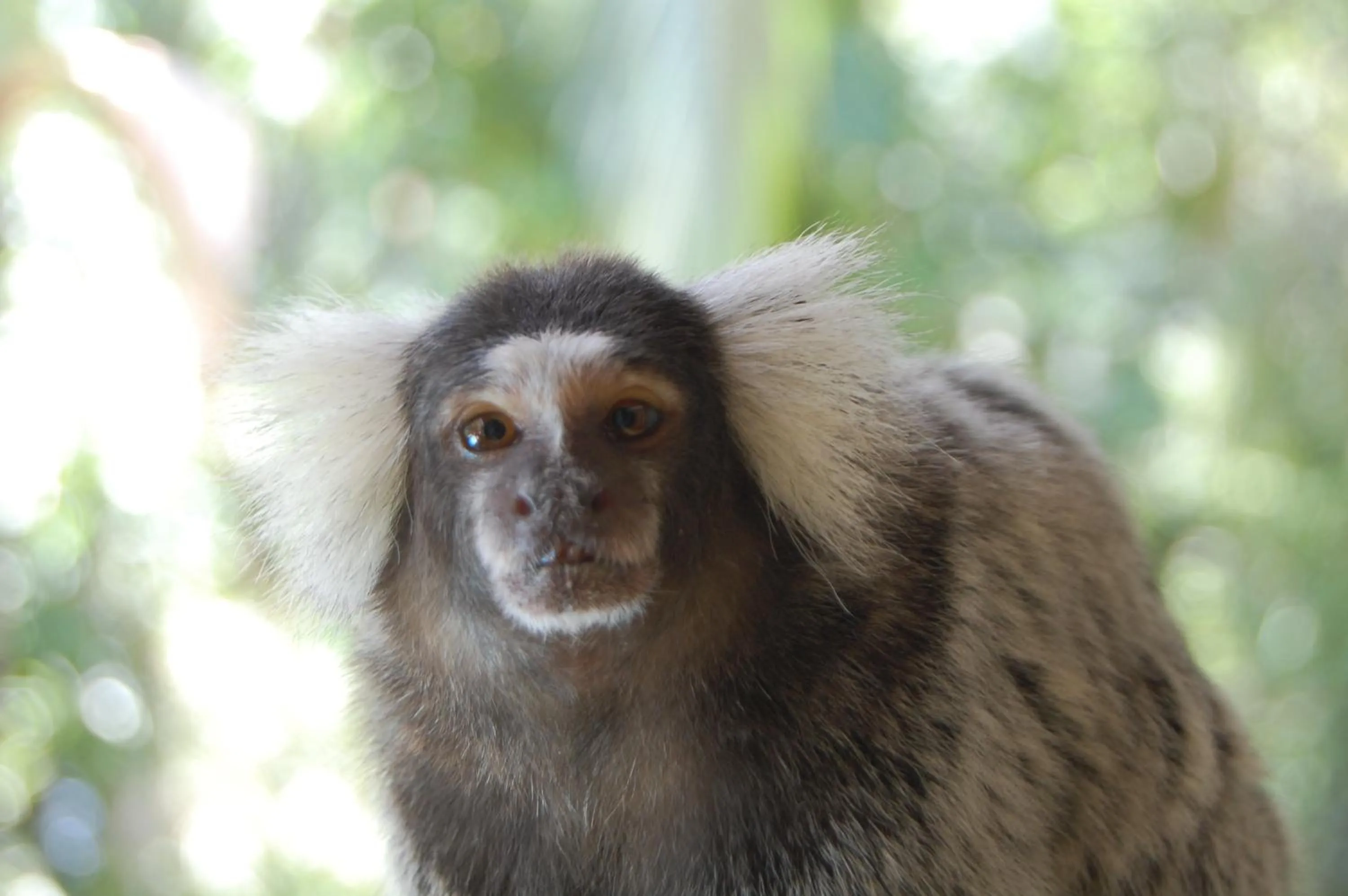Pets in Pousada Águas de Parati