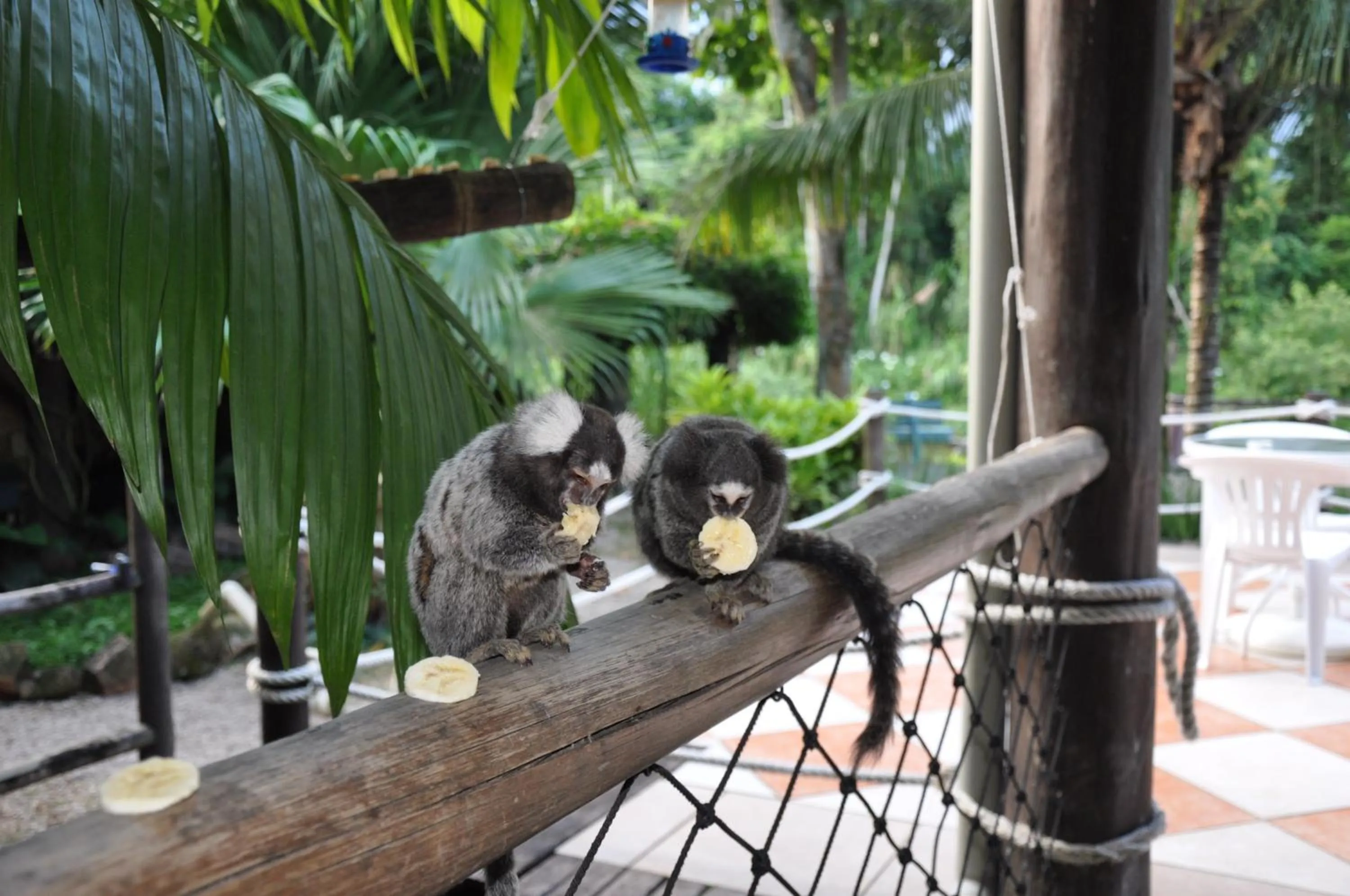 Pets in Pousada Águas de Parati