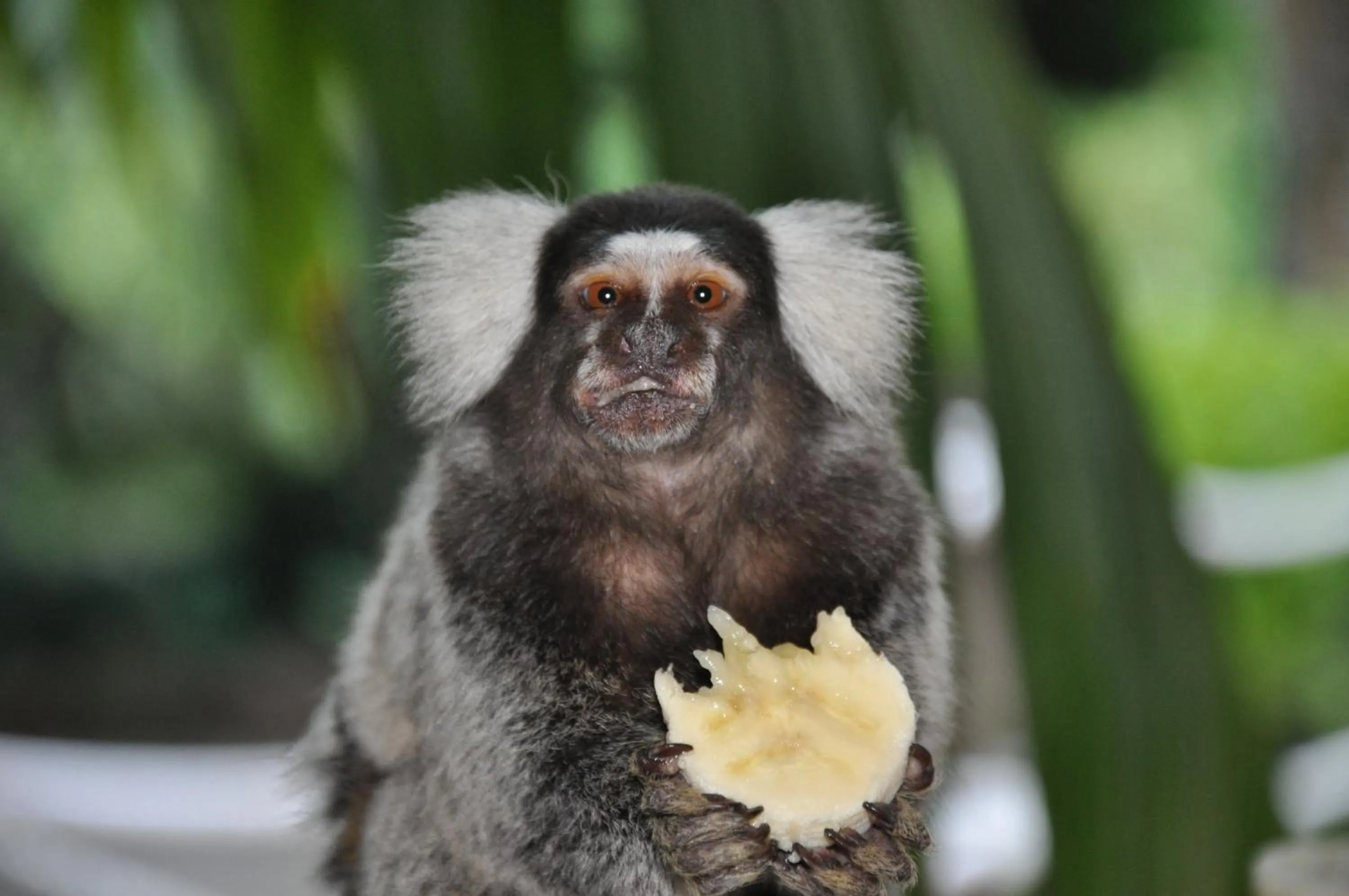 Pets in Pousada Águas de Parati