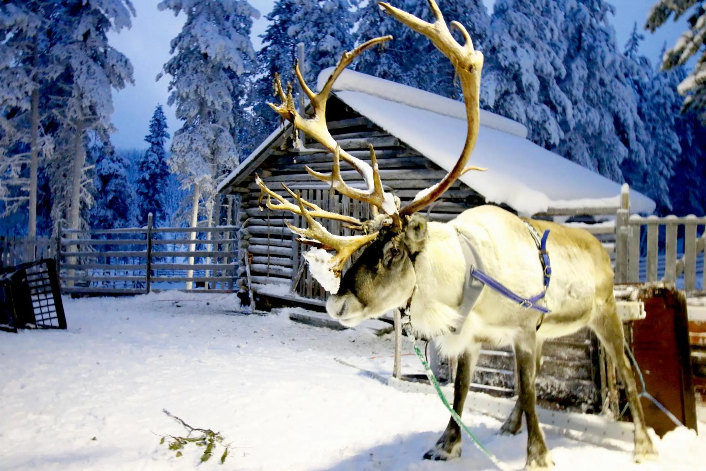 Winter in Holiday Club Salla Superior Apartments