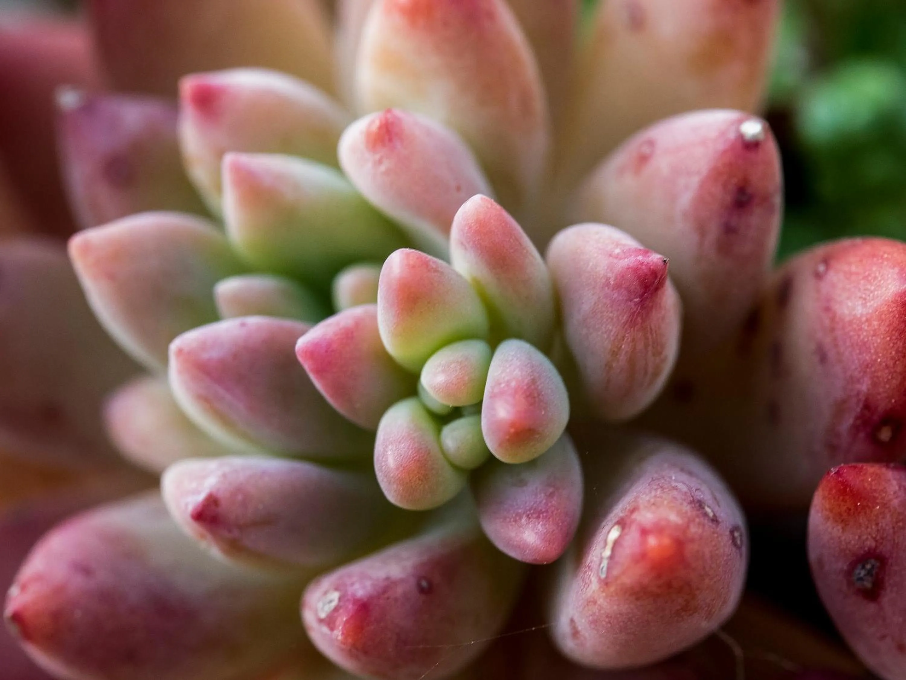 Garden in Botania Relais & Spa - The Leading Hotels of the World