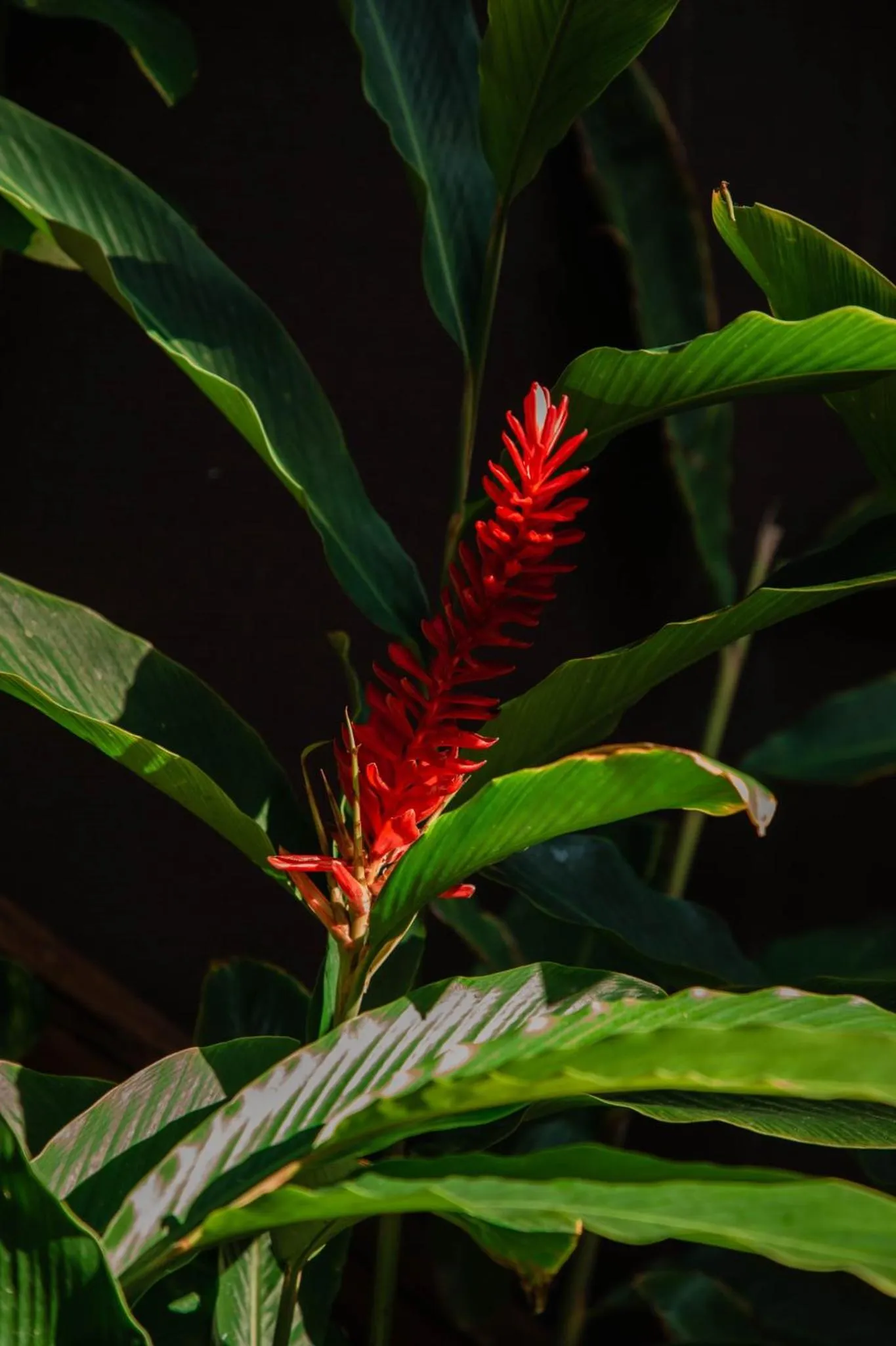 Natural landscape in Viceroy Riviera Maya, a Luxury Villa Resort - Adults Only