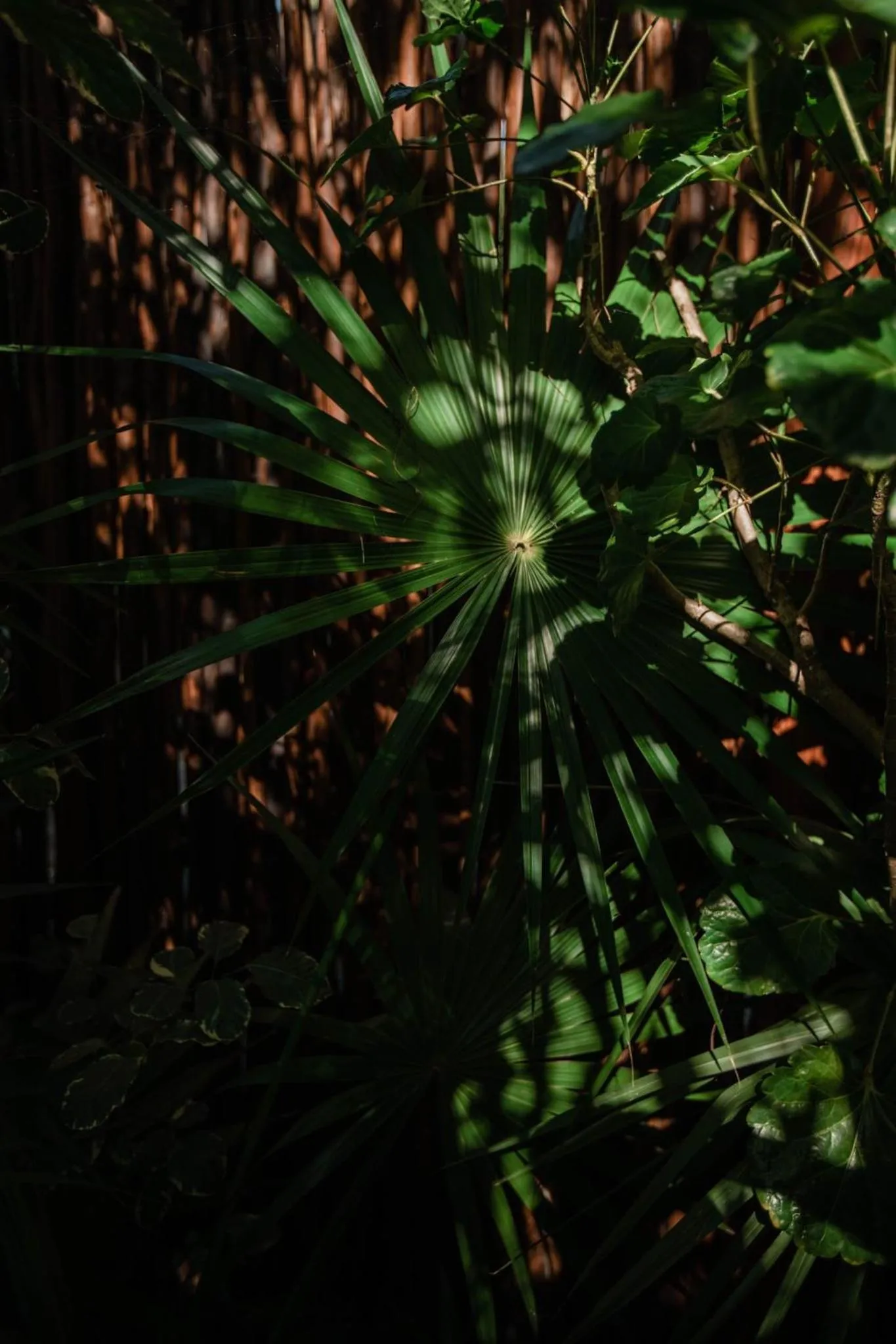 Natural landscape in Viceroy Riviera Maya, a Luxury Villa Resort - Adults Only