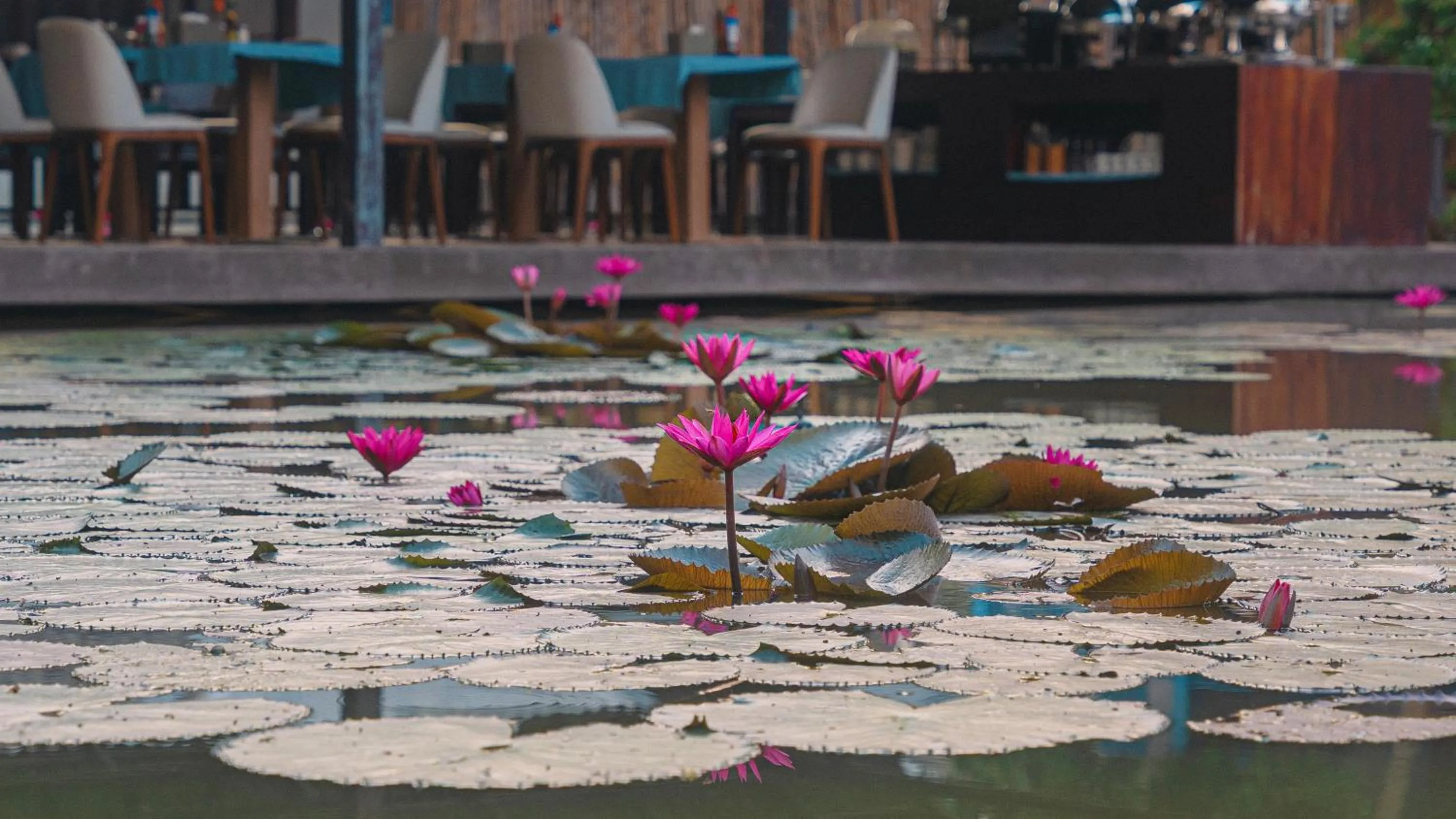 Garden in Villa Oasis