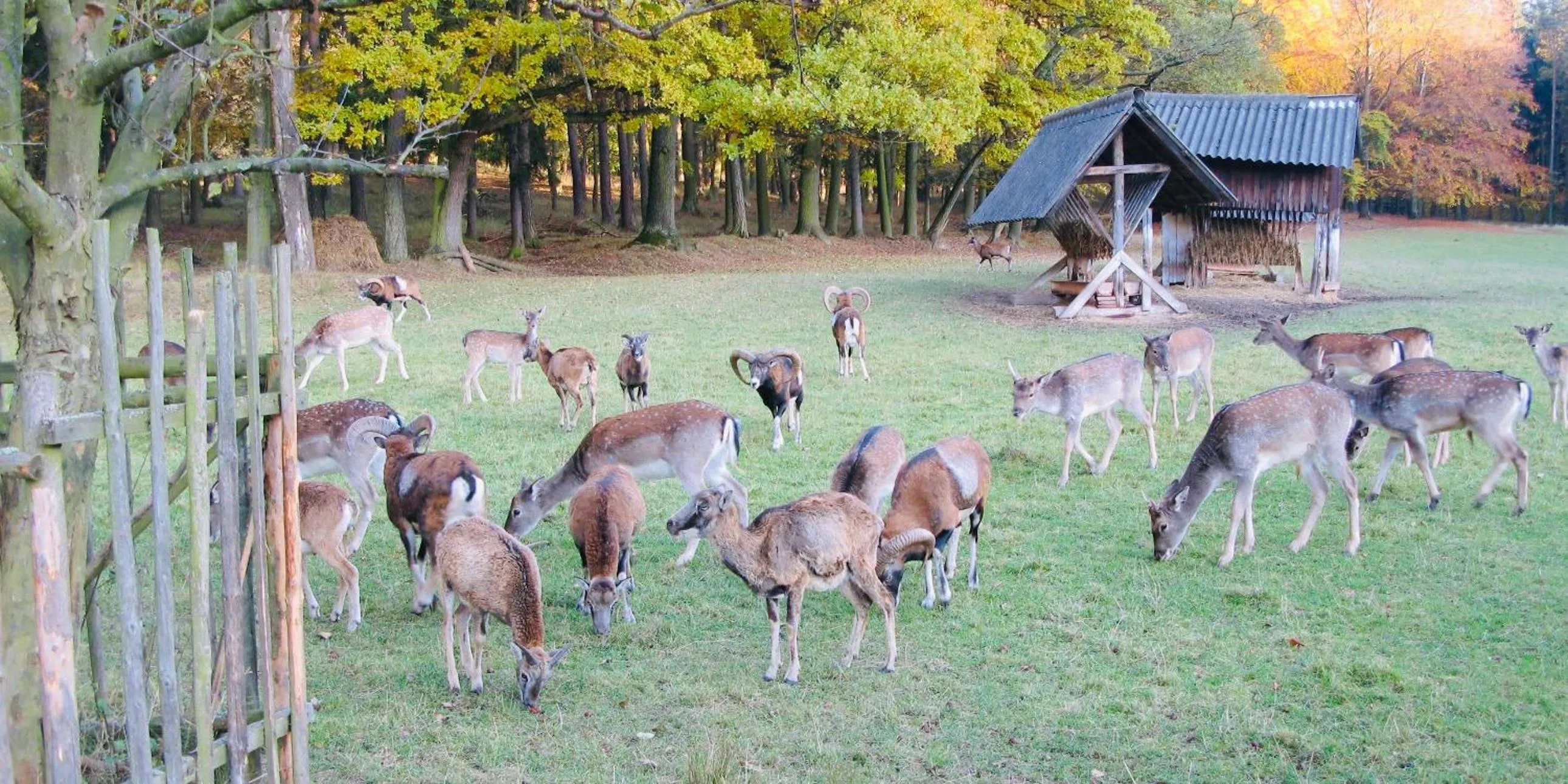 Animals in Interhotel America