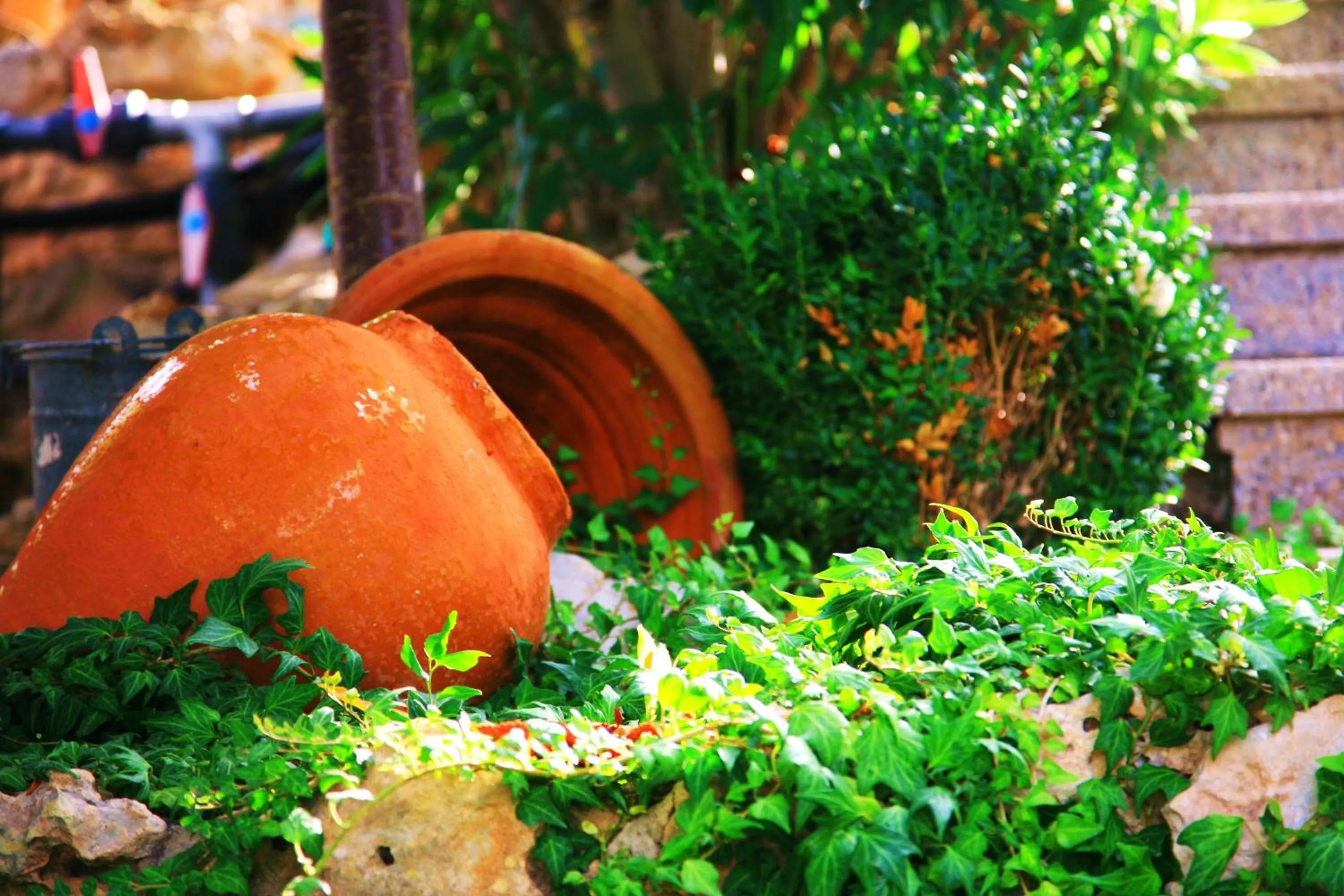 Garden in Villa Columbus Rooms and Restaurant
