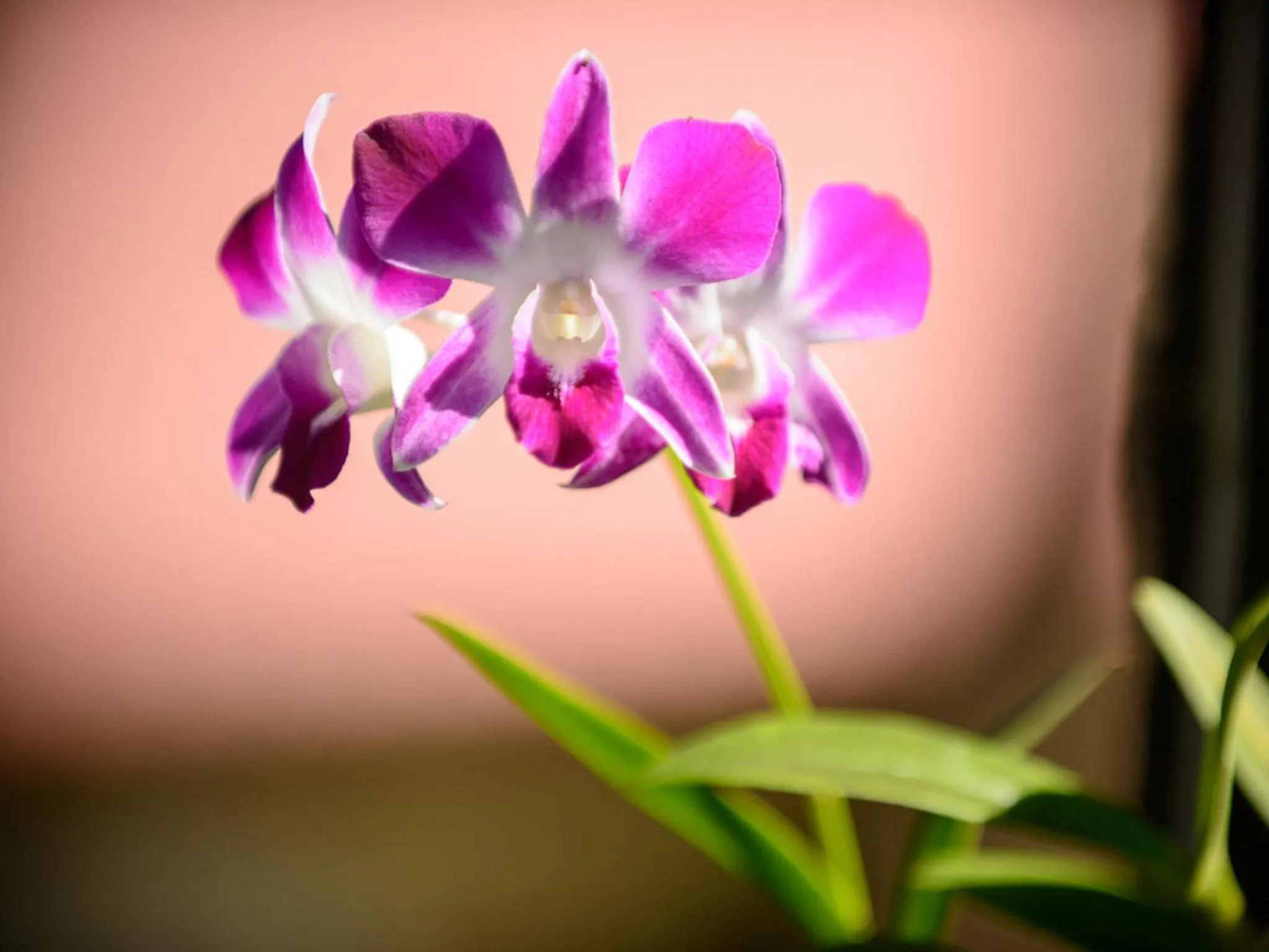 Decorative detail in Deevana Patong Resort & Spa