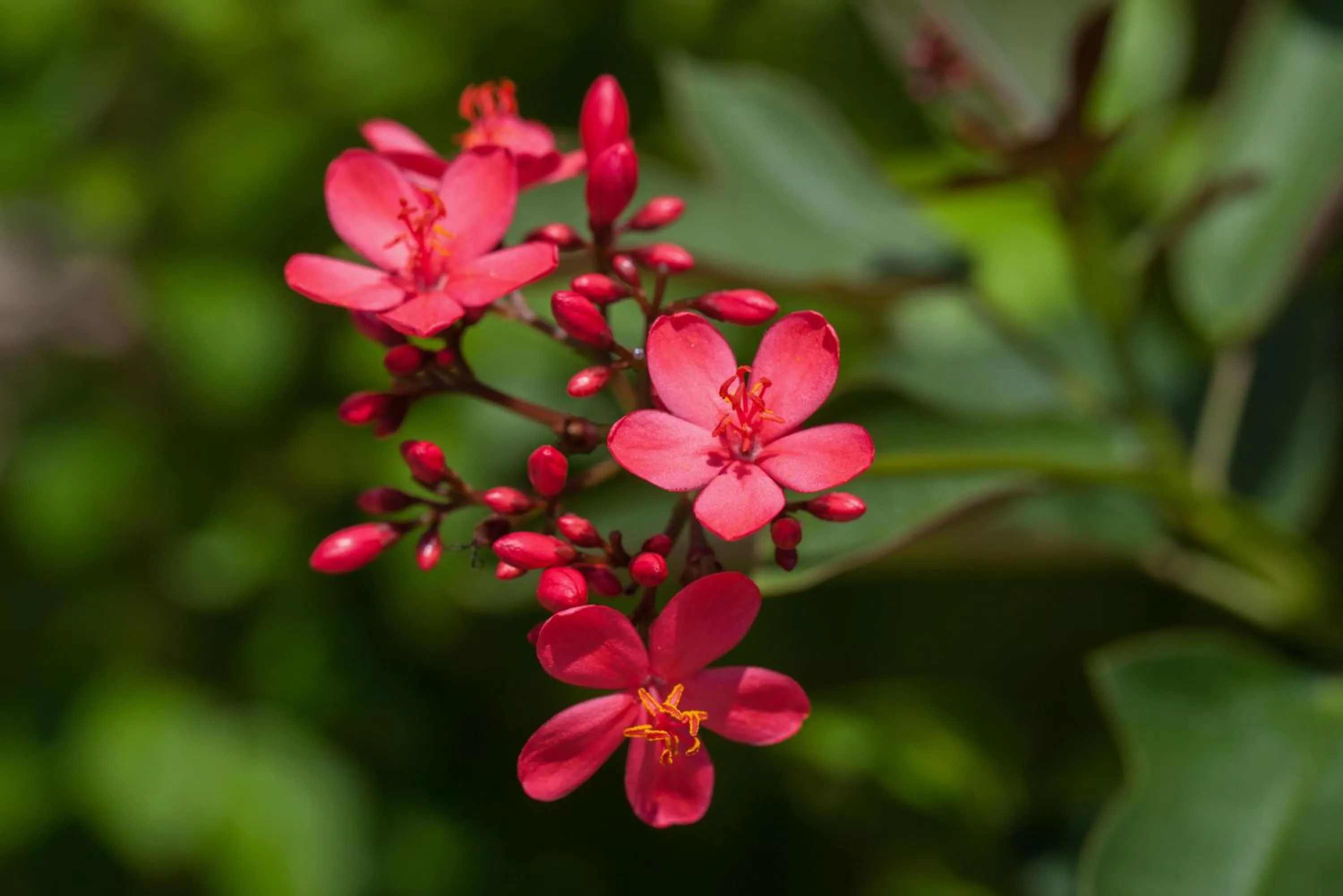 Garden in Deevana Patong Resort & Spa