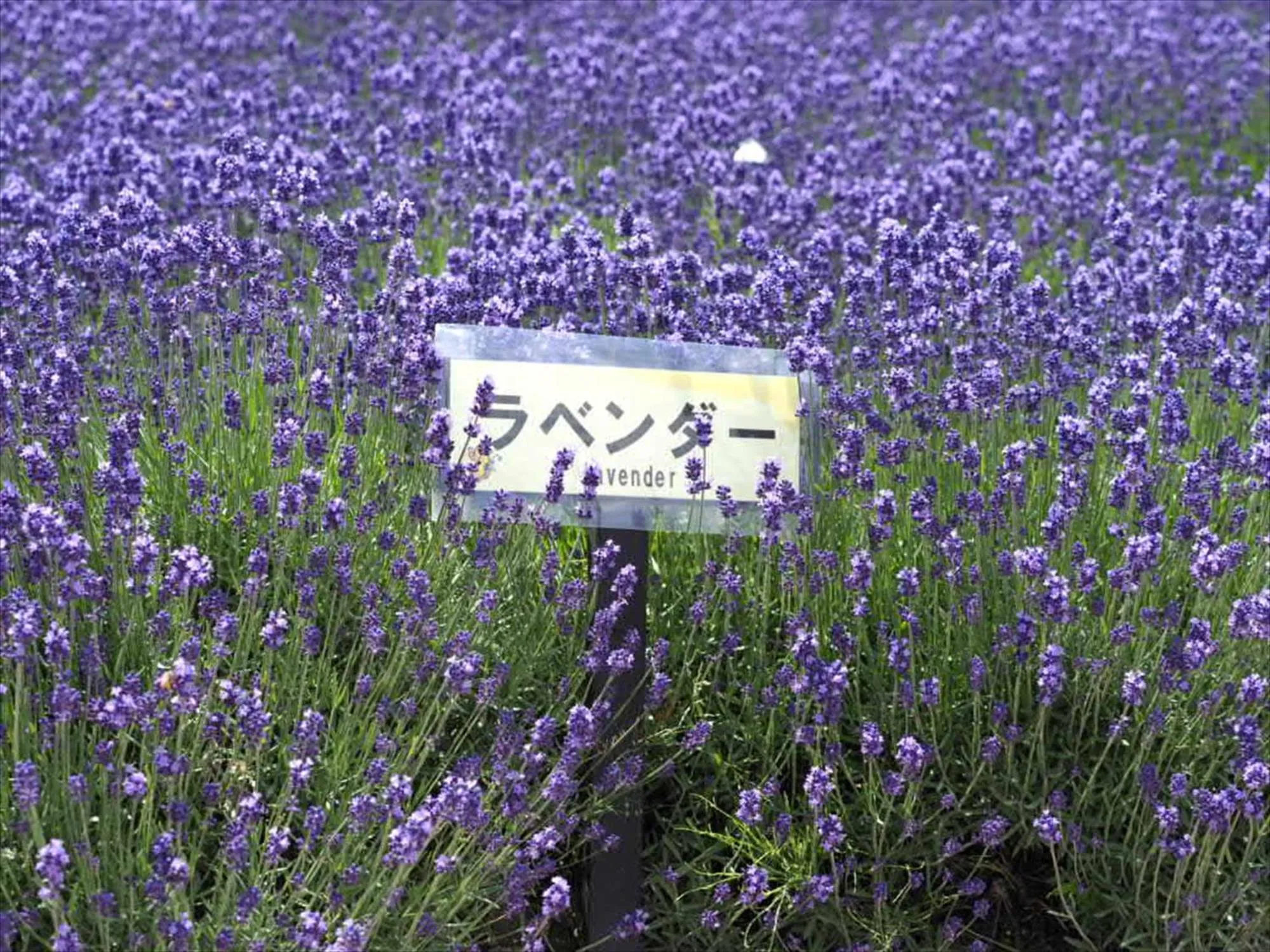 Summer in Jadan House