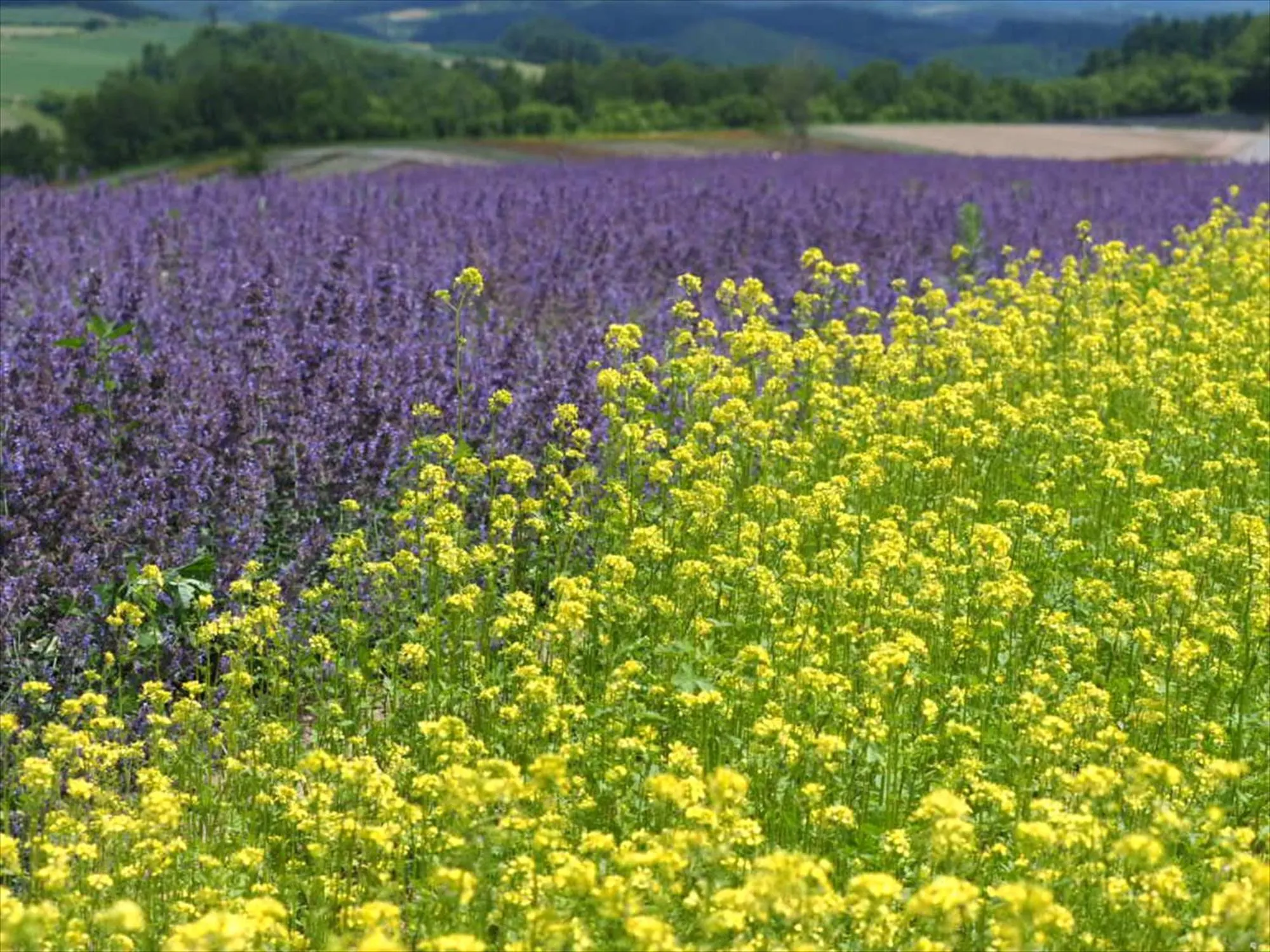 Natural landscape in Jadan House