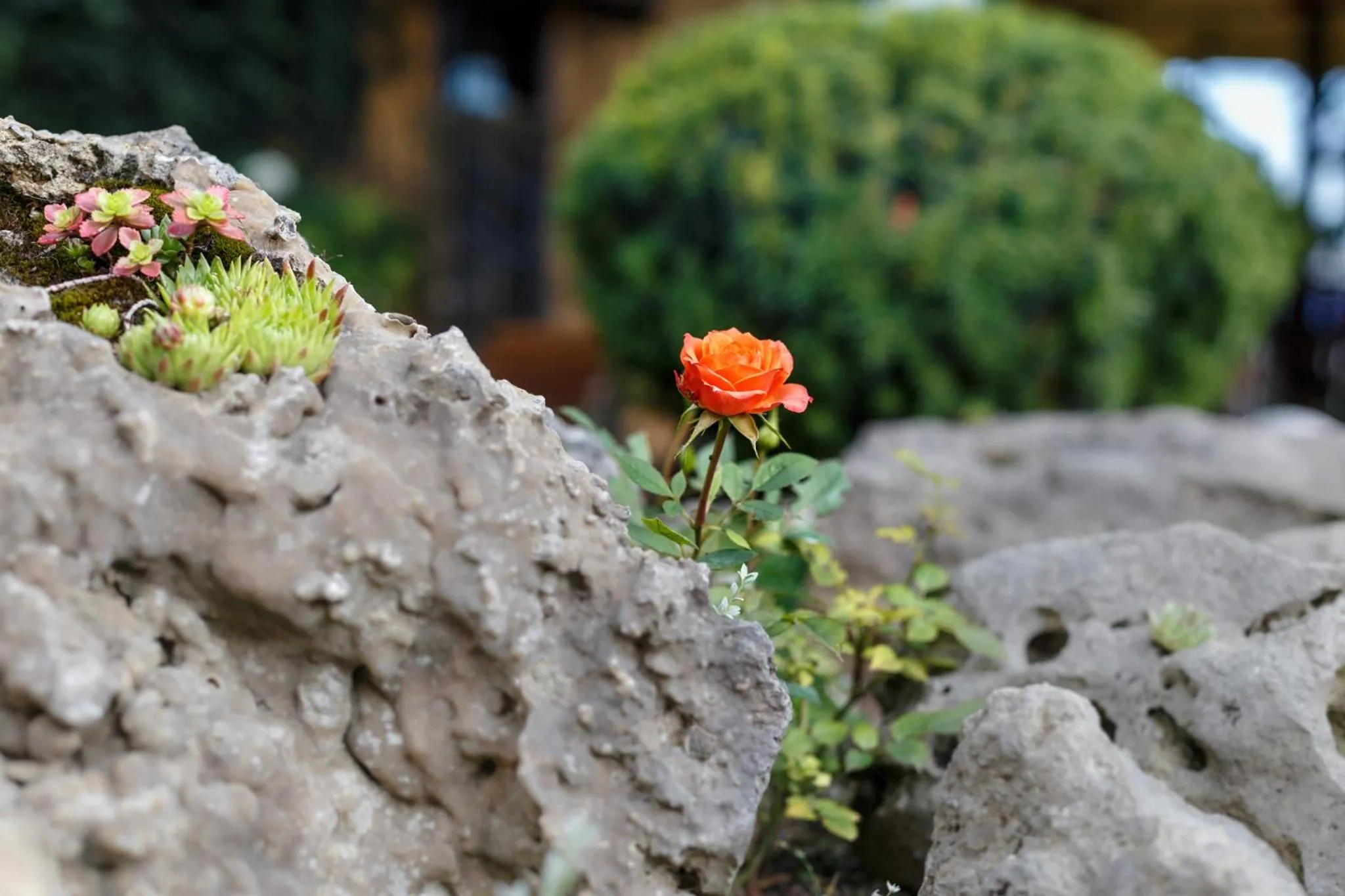 Garden in Penzión - Restaurant Atrium