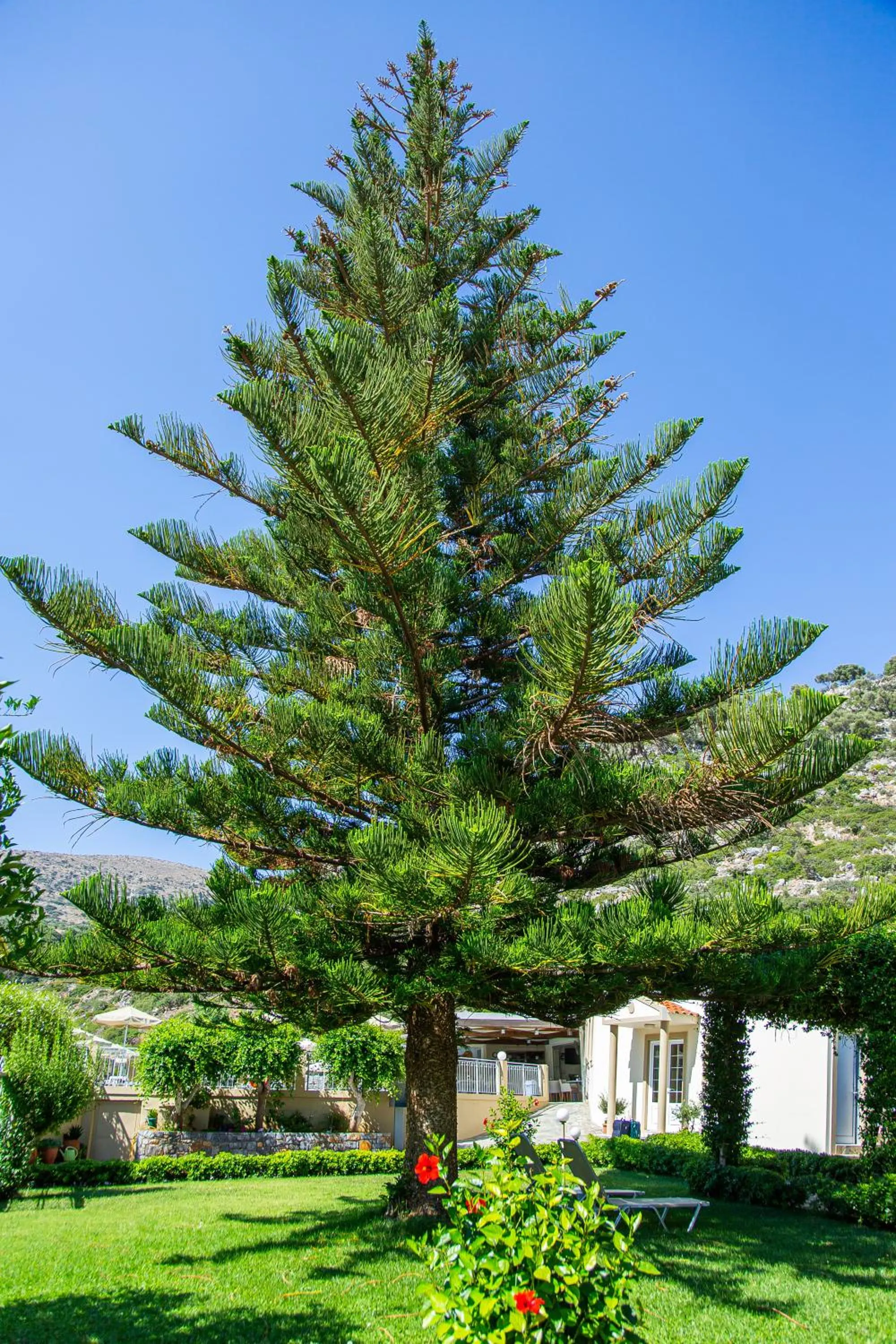 Garden in Villa Mare Monte ApartHotel