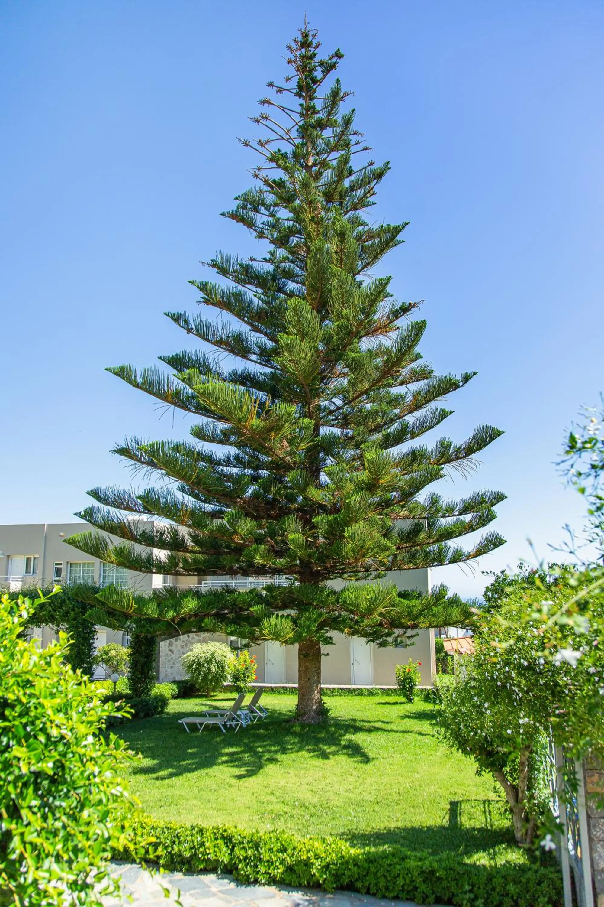 Garden in Villa Mare Monte ApartHotel