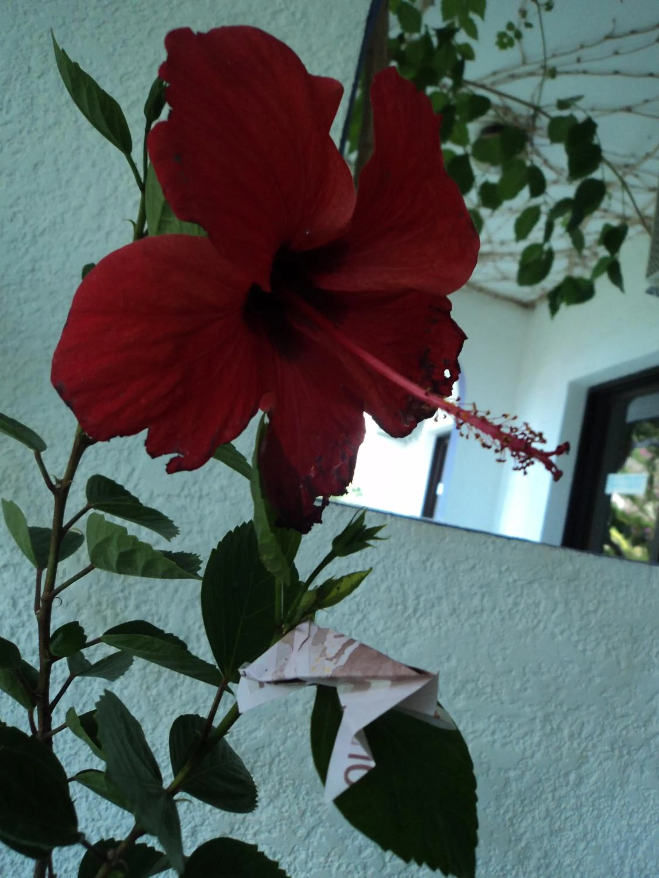 Garden view in Rosmari Hotel