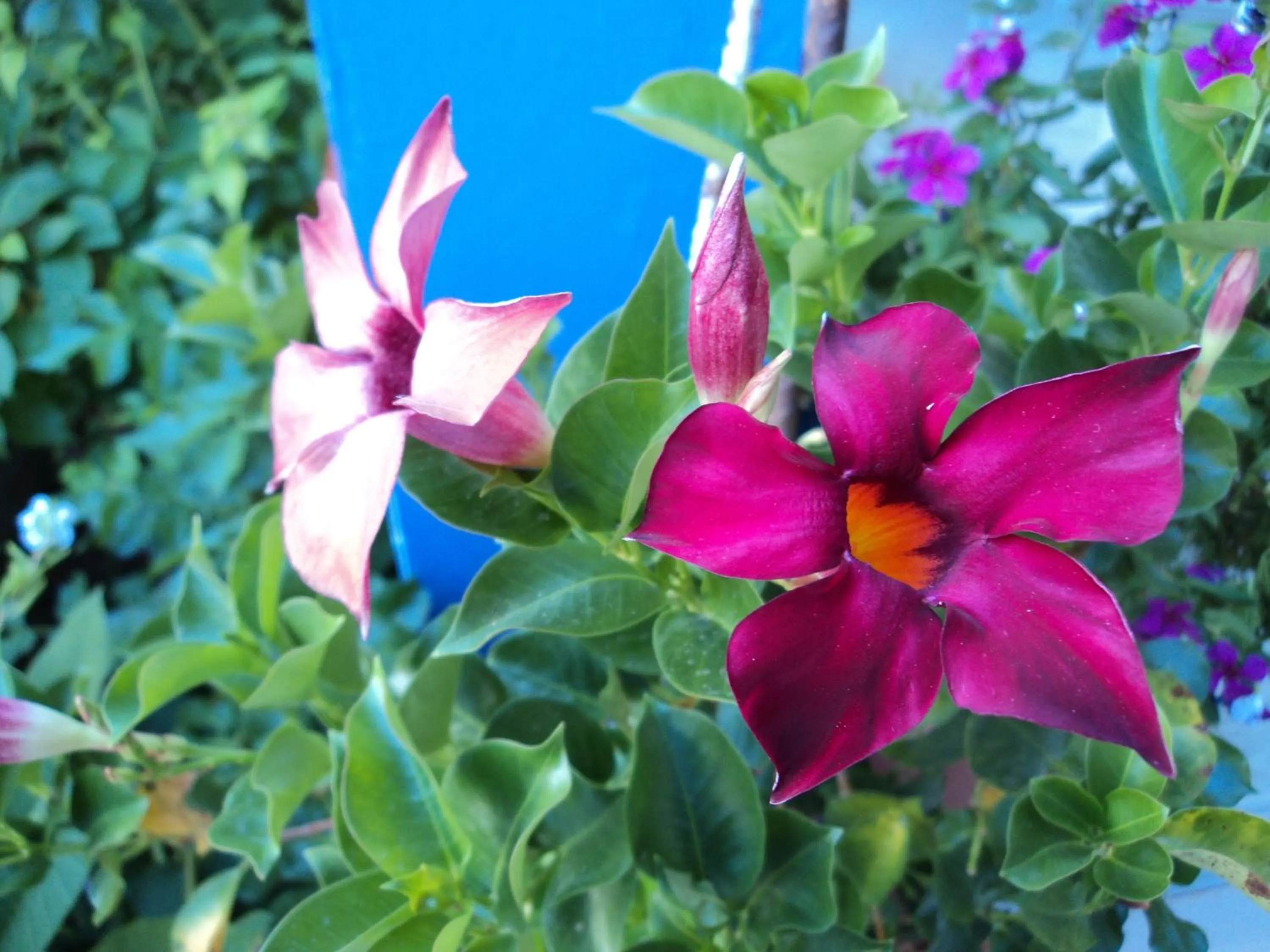 Garden view in Rosmari Hotel