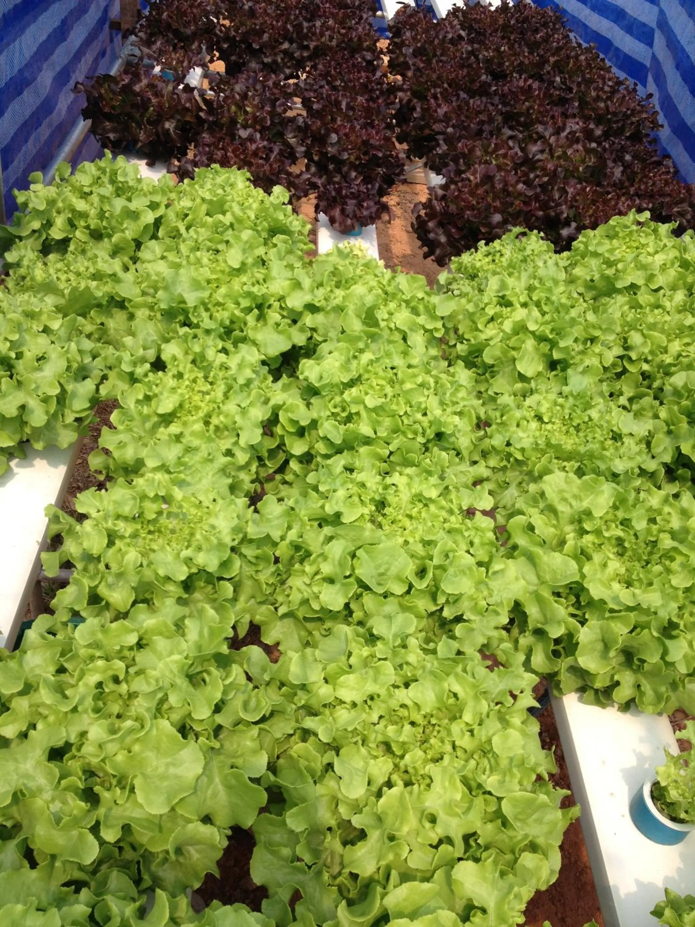 Other in Go Green Resort