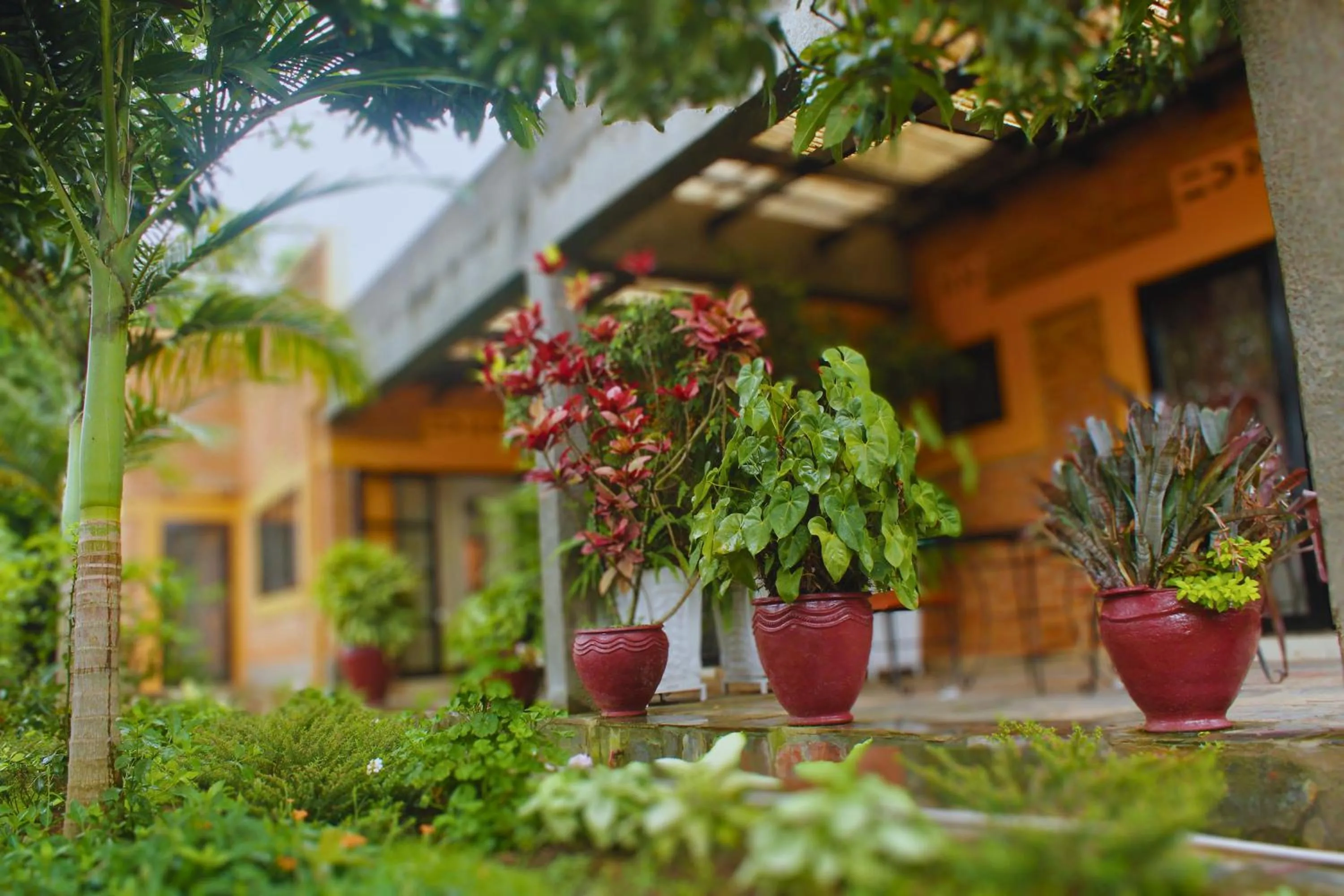Garden in Salama Village Kigali