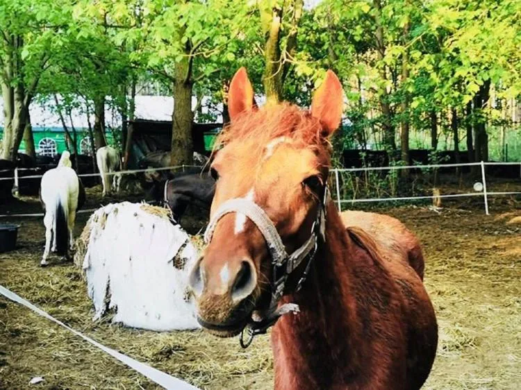 Animals in Hotel Szablewski